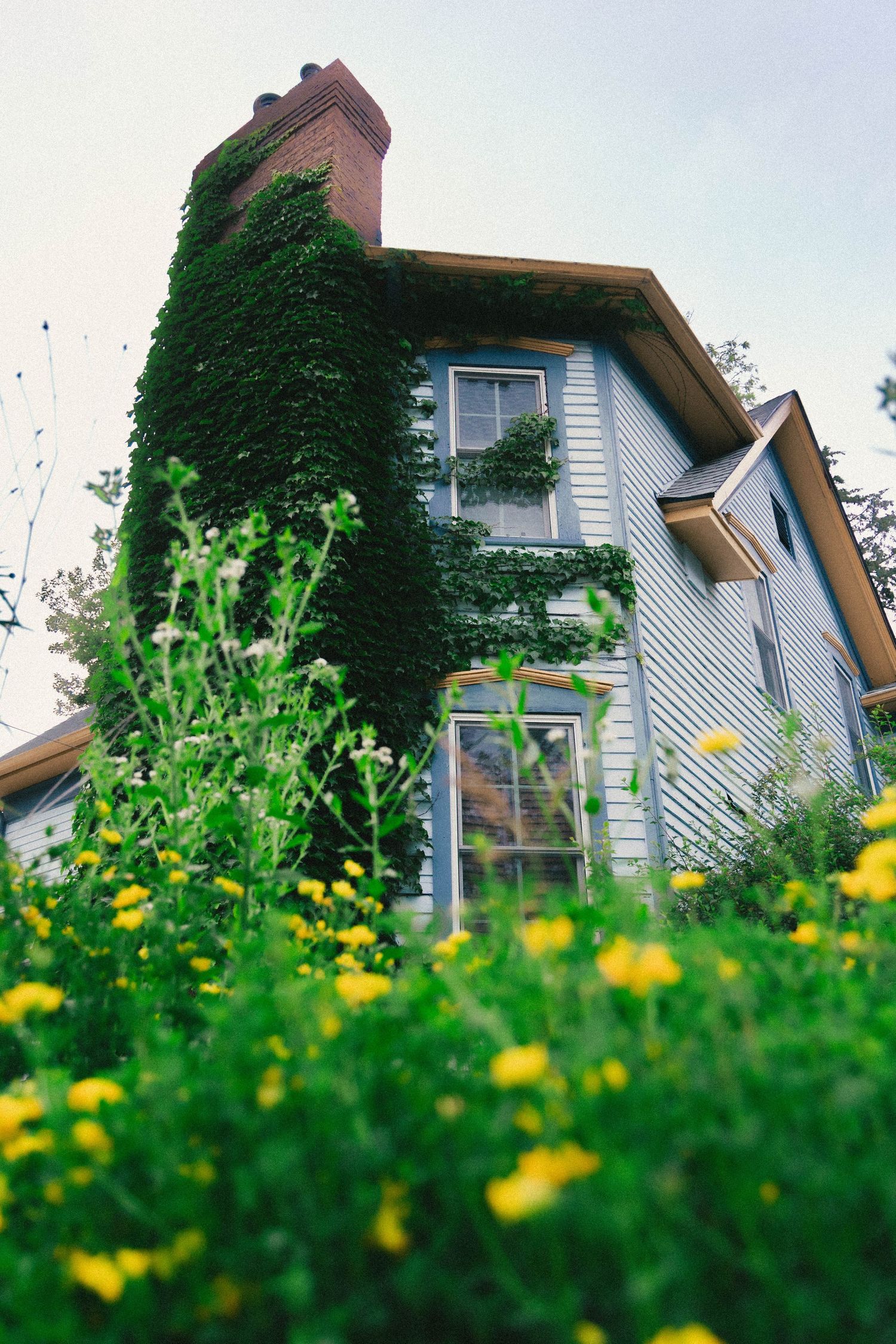Ivy-covered chimney on a blue house surrounded by yellow wildflowers and lush green foliage in summer.