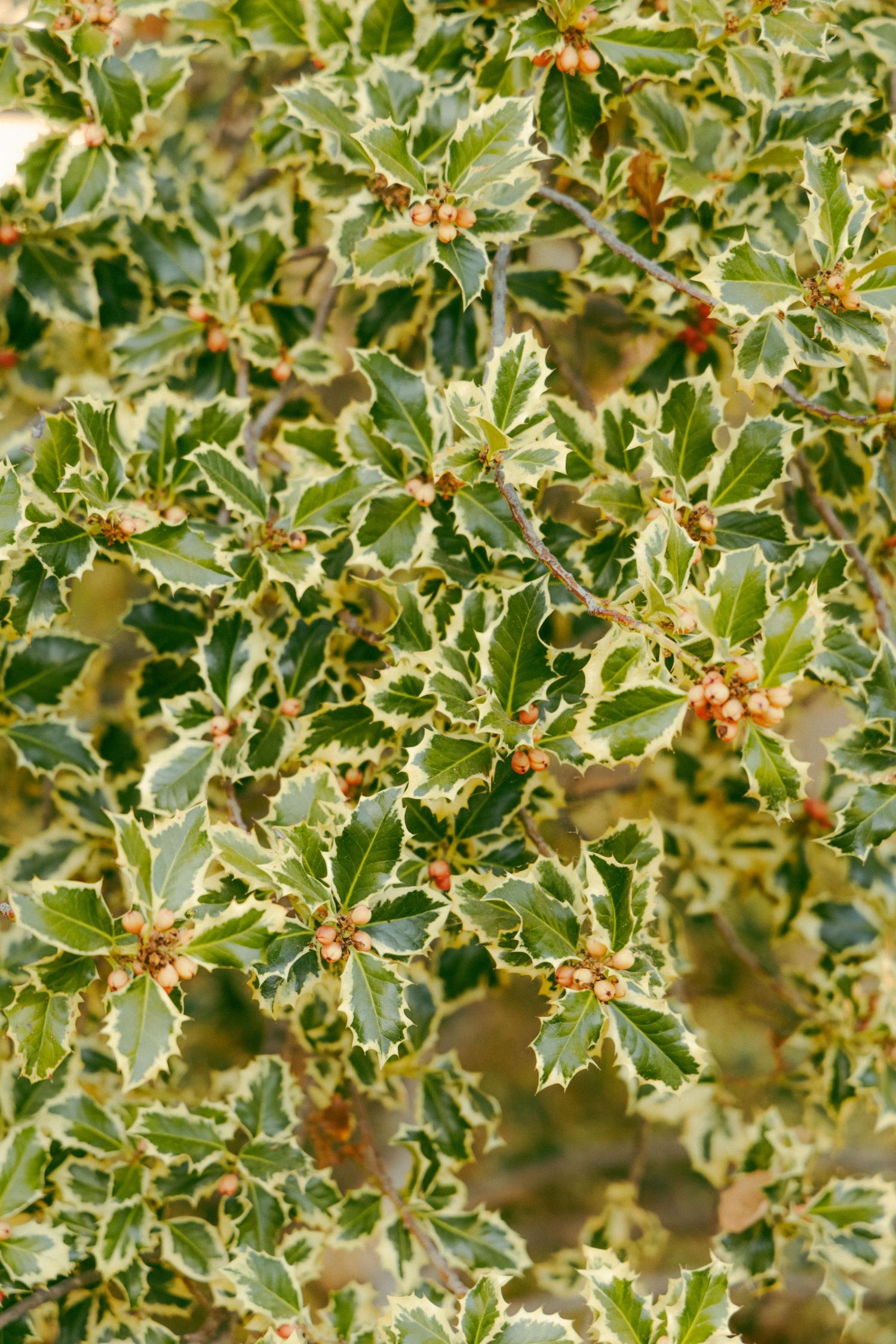 Close-up of variegated holly bush with spiky green and cream leaves and small brown berries.