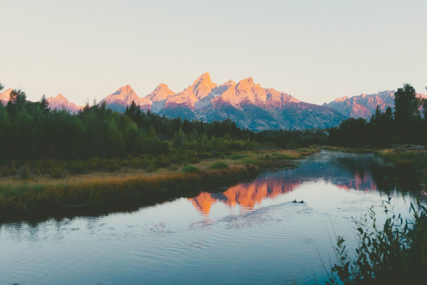 Sunset alpenglow reflects on a calm river with Grand Teton peaks and lush forest in Grand Teton National Park.