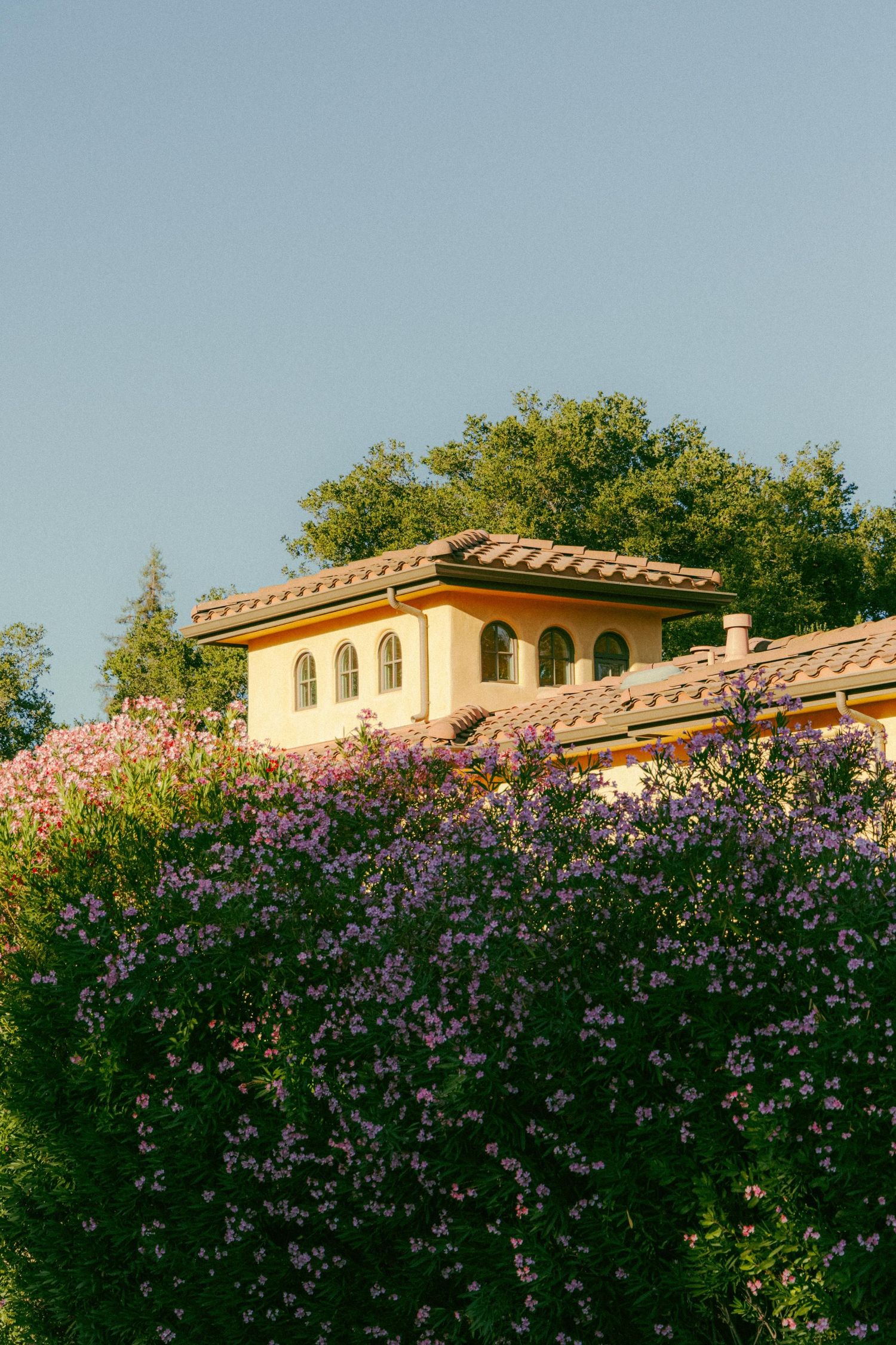 Mediterranean-style villa with arched windows nestled behind a lush hillside of blooming pink flowers at sunset.