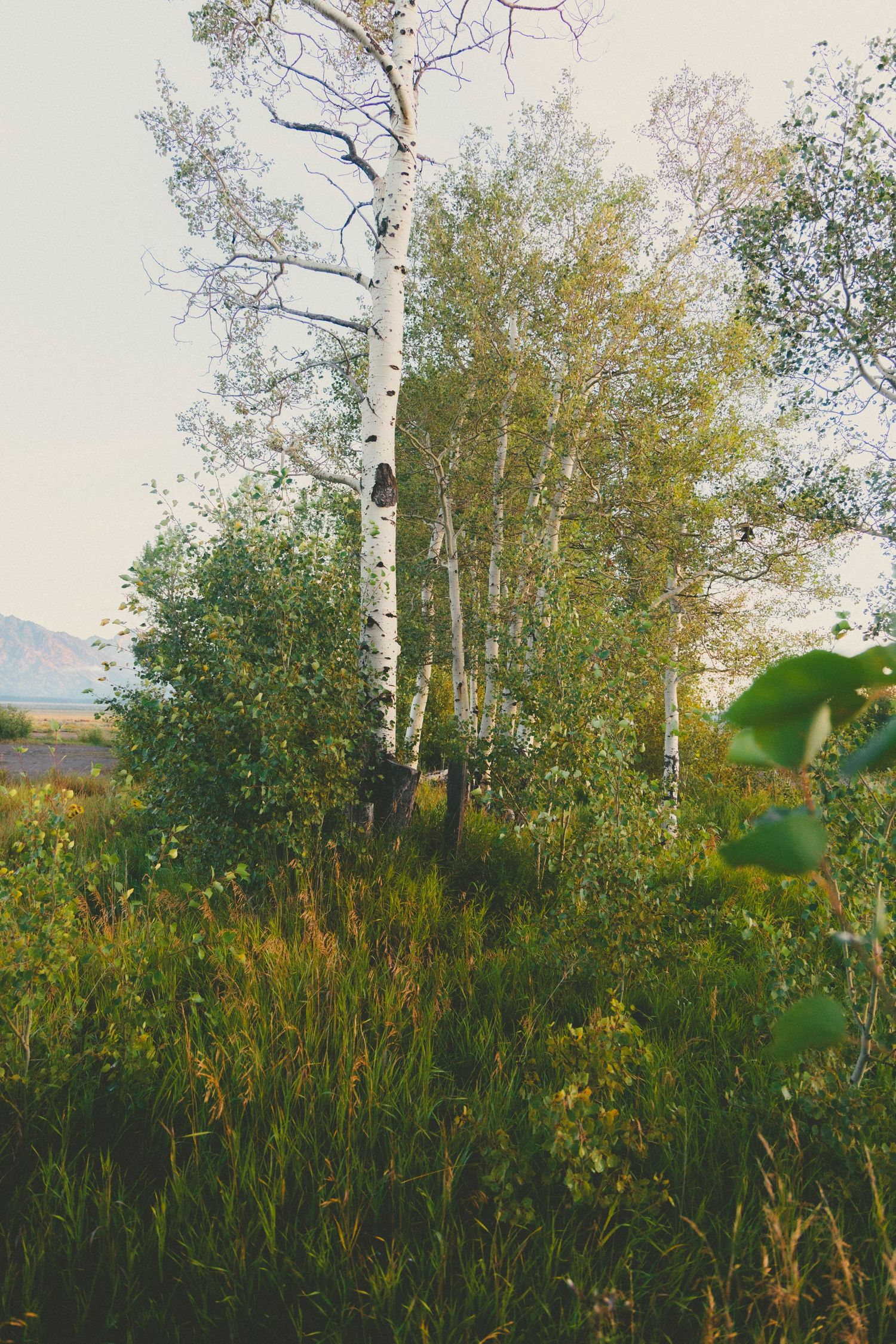 Tall white birch trees surrounded by lush green shrubs and wildflowers in a serene meadow landscape.