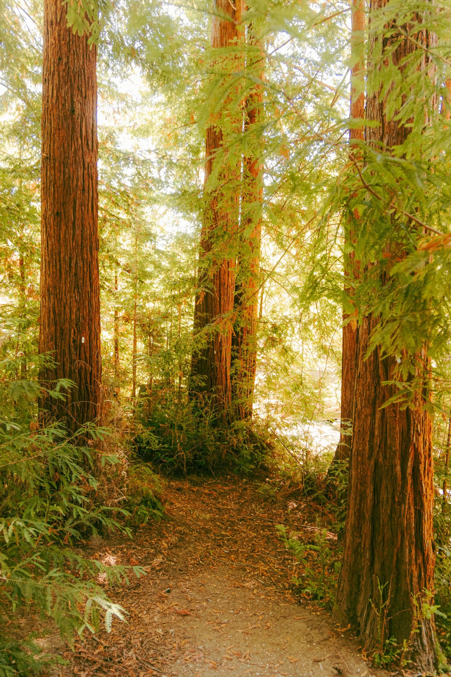 Sunlit forest path winding through towering coastal redwood trees with golden light filtering through the canopy.
