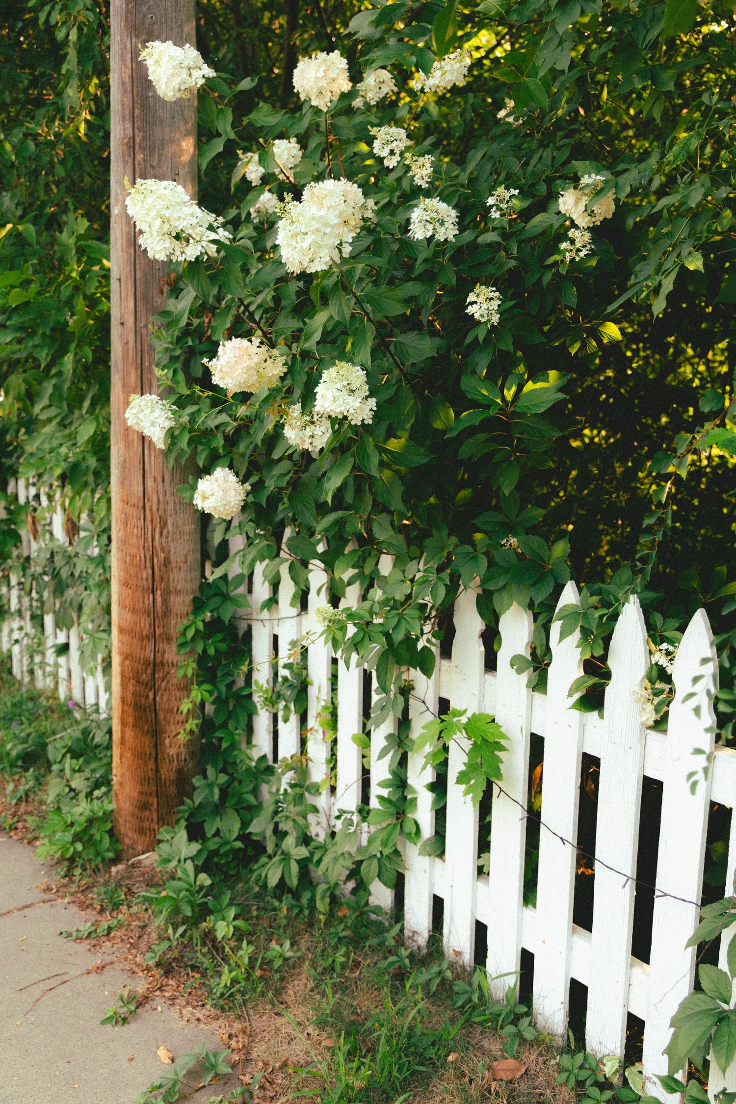 White picket fence with lush green hydrangea bushes and white blooms beside a wooden utility pole.