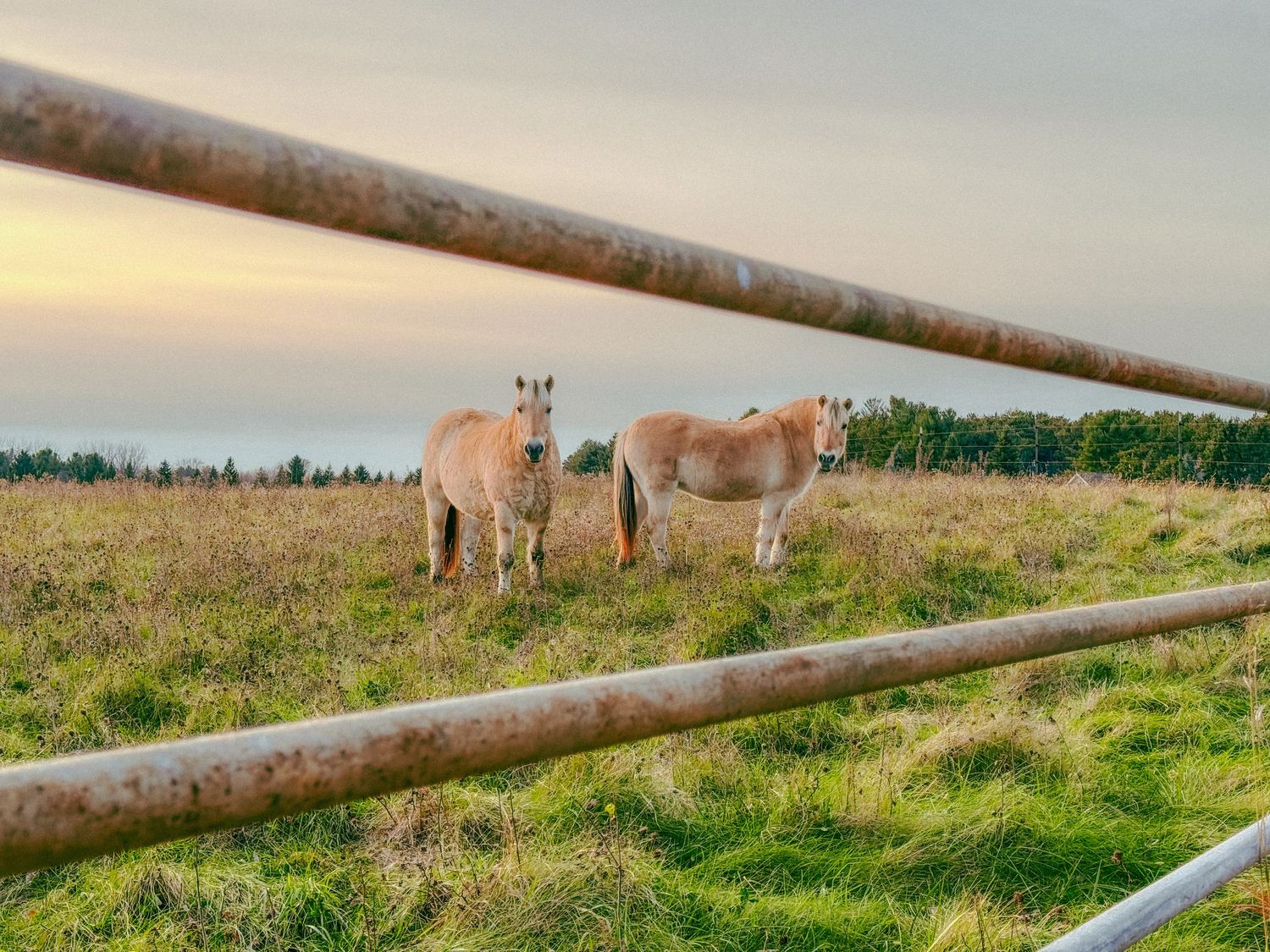 Two palomino horses standing in a green pasture at dusk viewed through rustic metal fence rails.