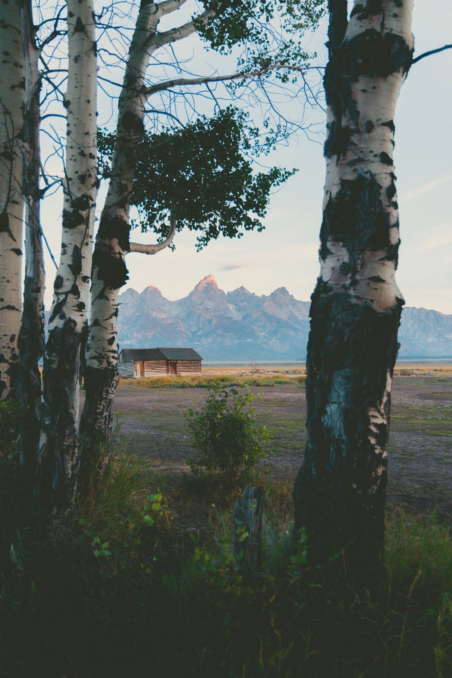 Birch trees frame a rustic cabin with the Teton mountain range in the background at Grand Teton National Park.