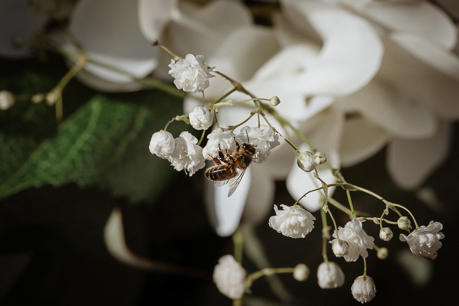 Bee on Wedding bouquet