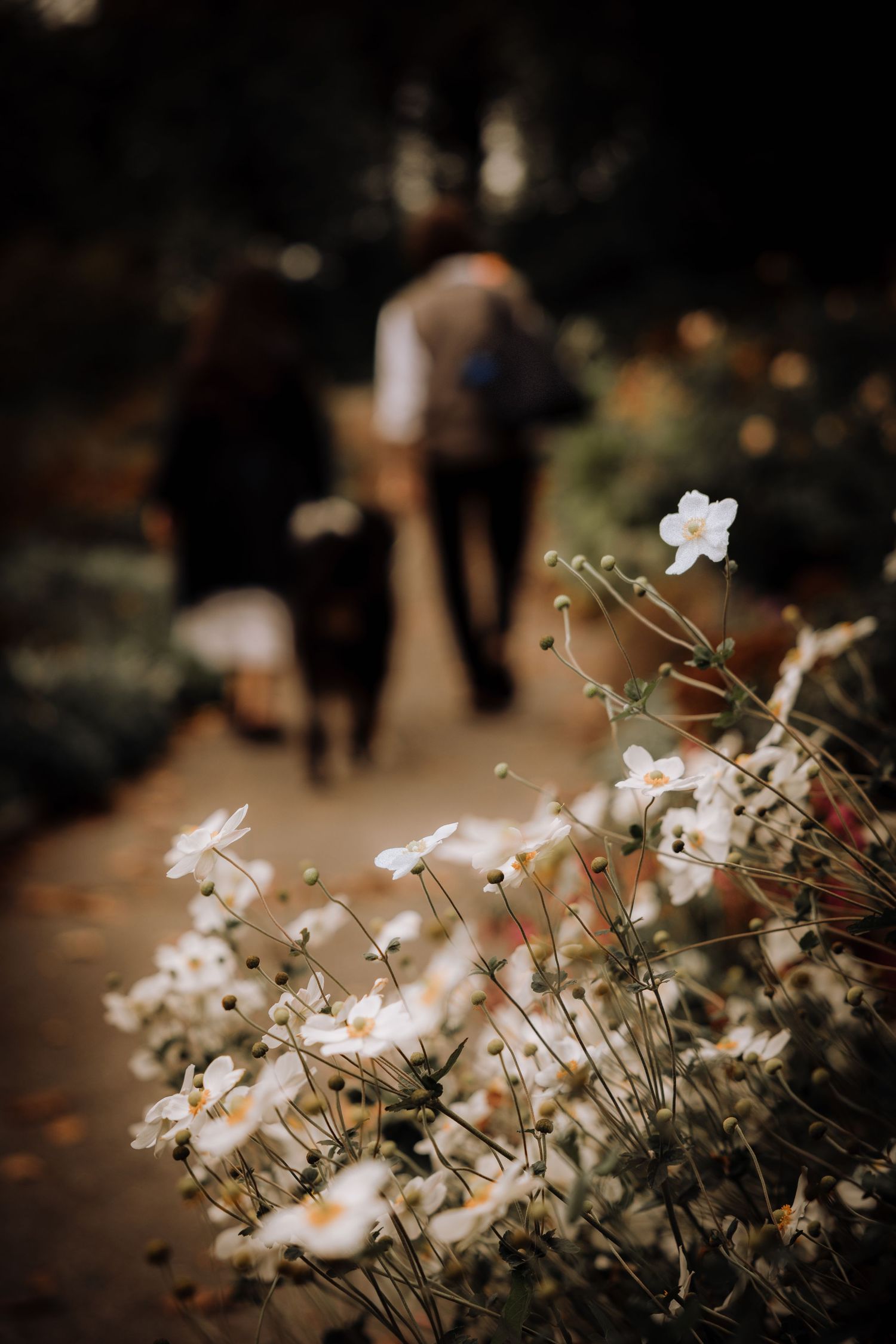 Delicate white flowers blooming in soft focus with blurred background.