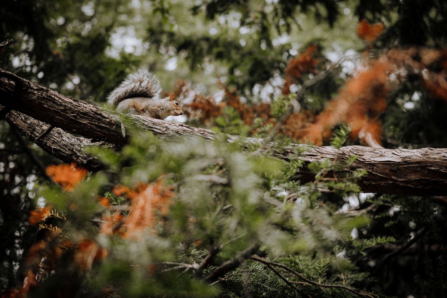 Autumn leaves and tree branches create a natural frame in a moody forest setting.