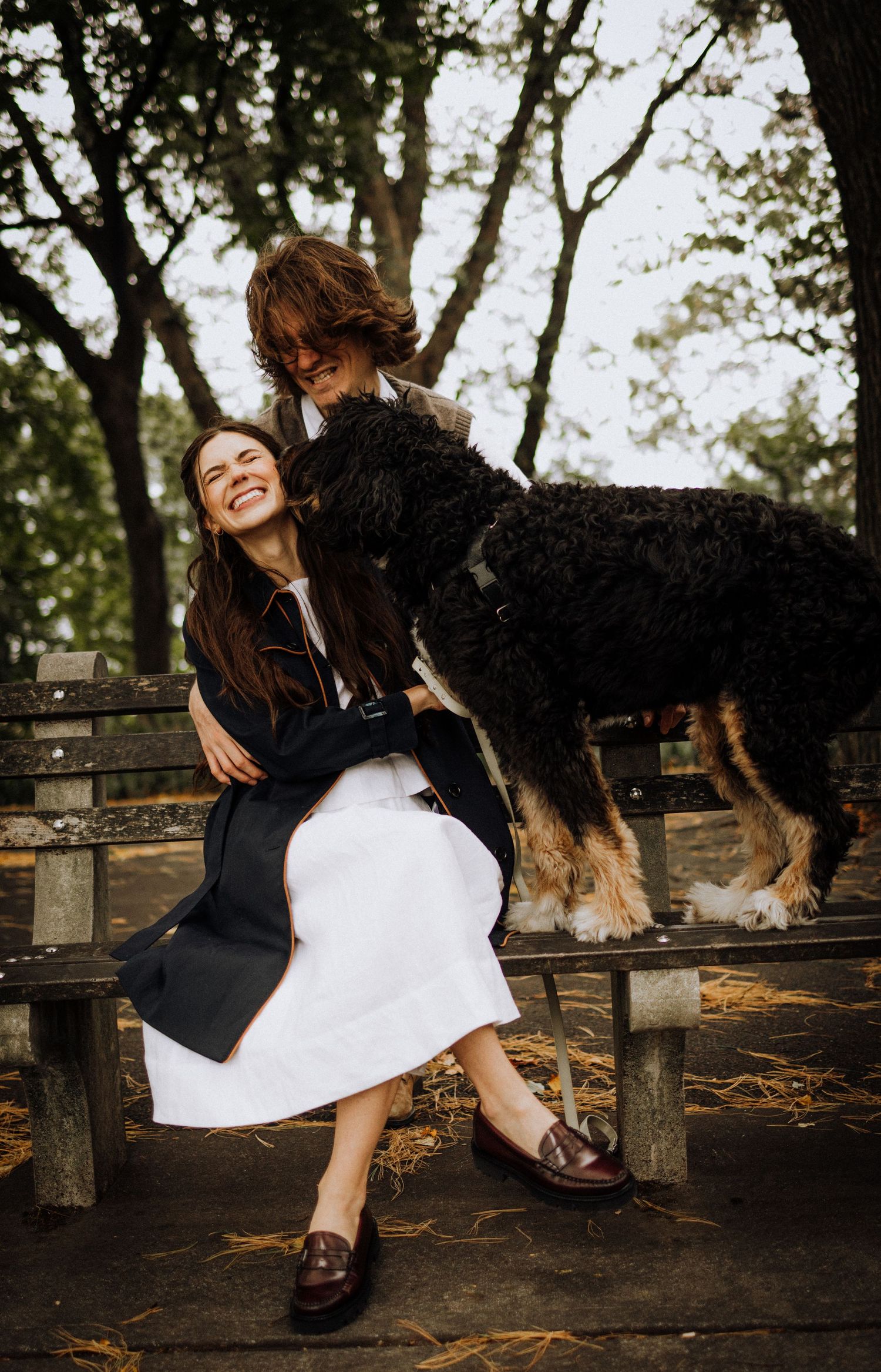 Playful scene with a large black and white dog on a wooden bench outdoors.