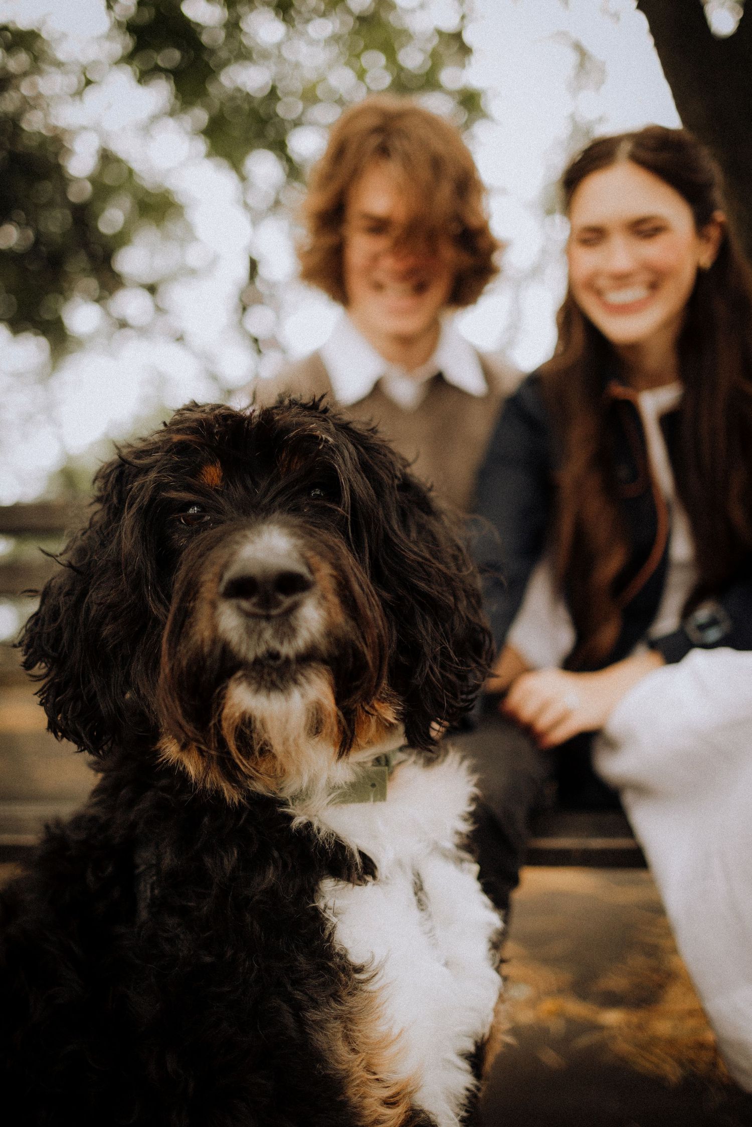 Adorable black and white dog with fluffy fur looking at the camera.