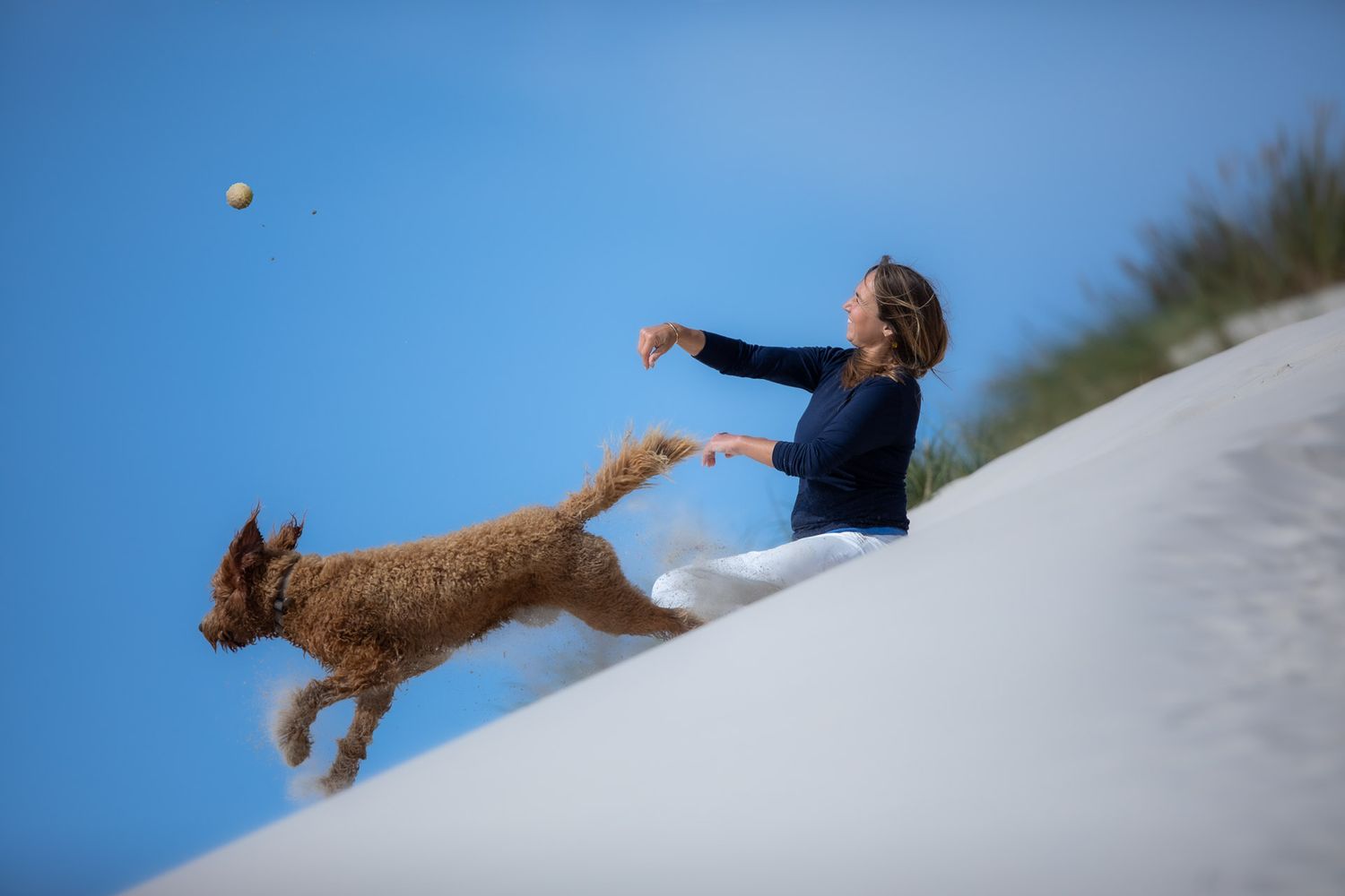 Golden retriever chasing a ball on white sand dunes under blue skies.