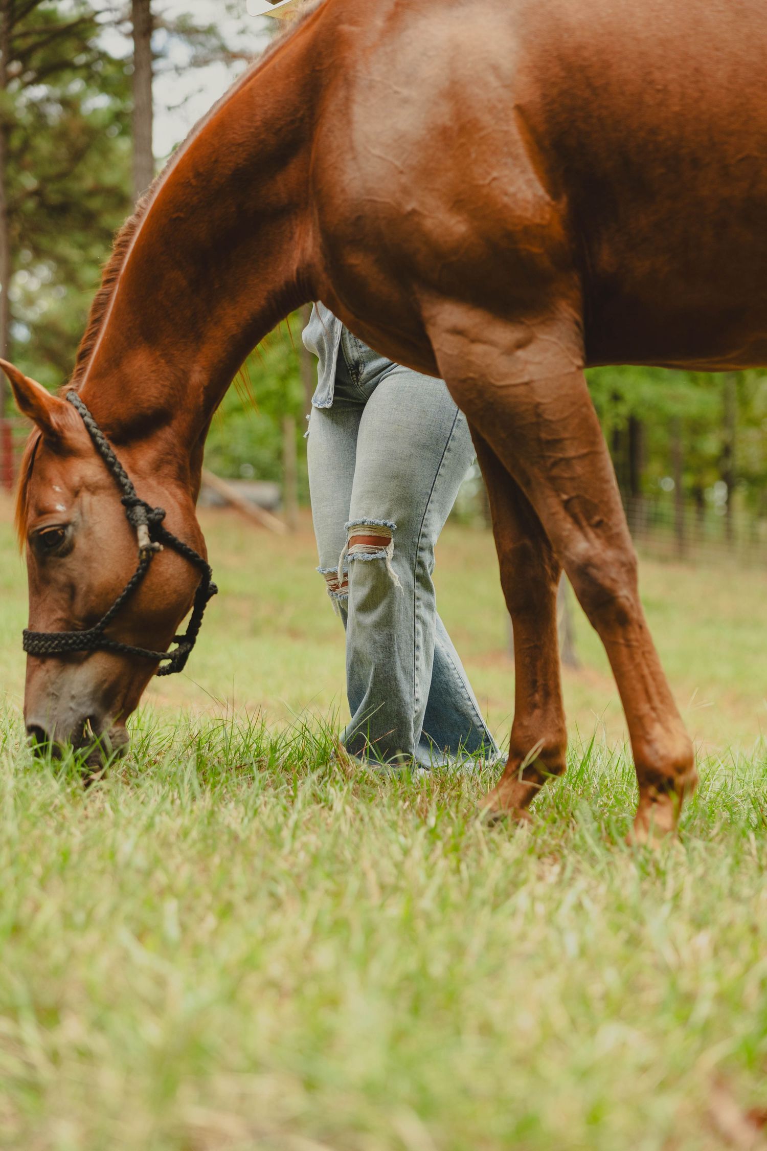 Brown horses graze on green grass while wearing halters as someone in jeans stands nearby.