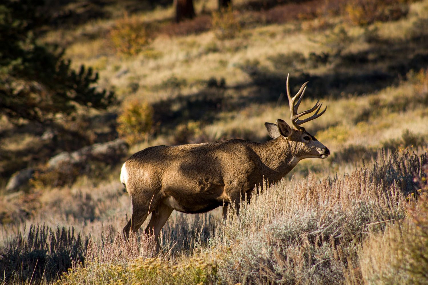 Majestic bull elk with large antlers grazing in dry autumn grass during golden hour.