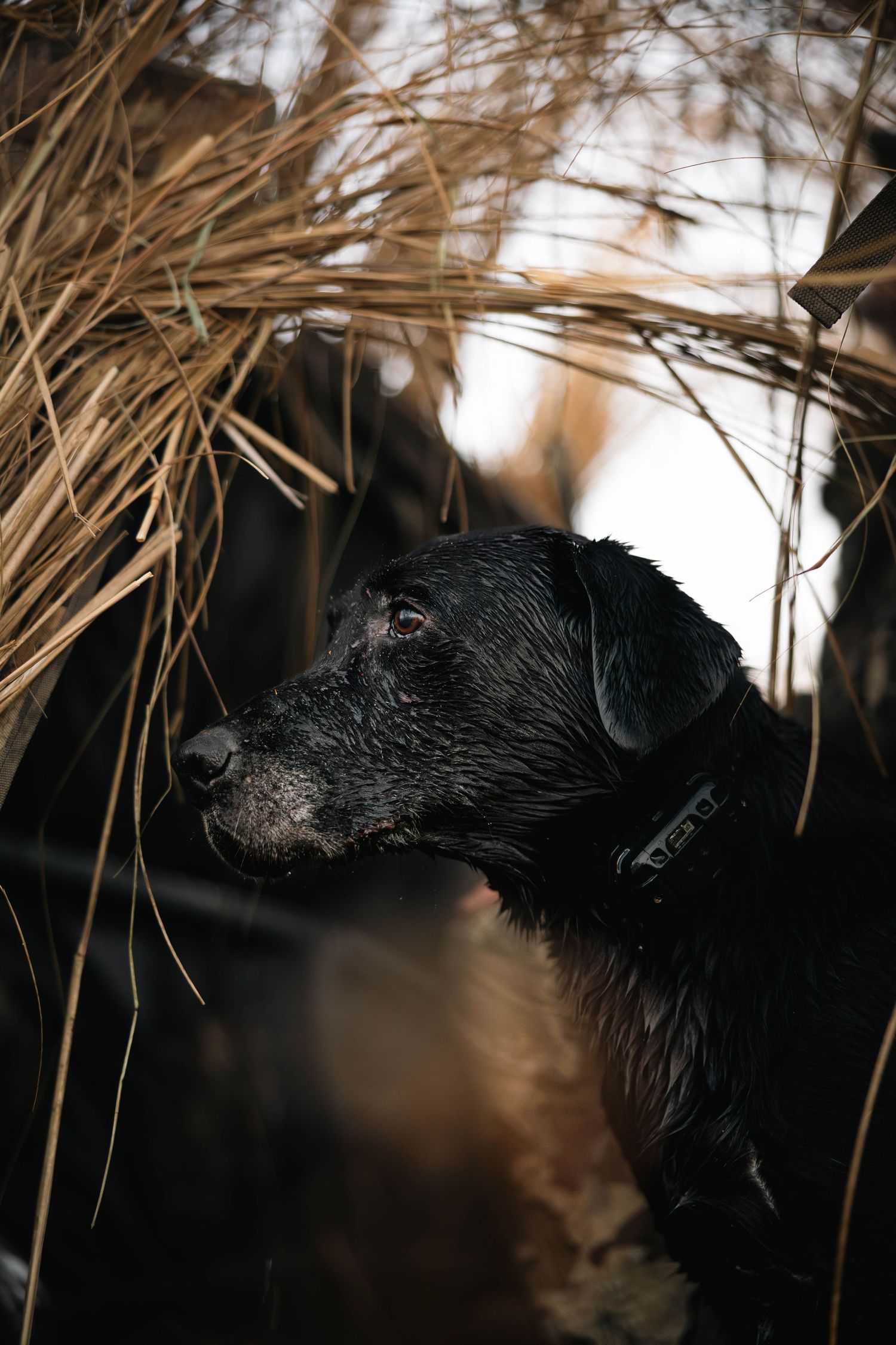 A wet black dog with a thoughtful expression peeks through tall brown grass at sunset.