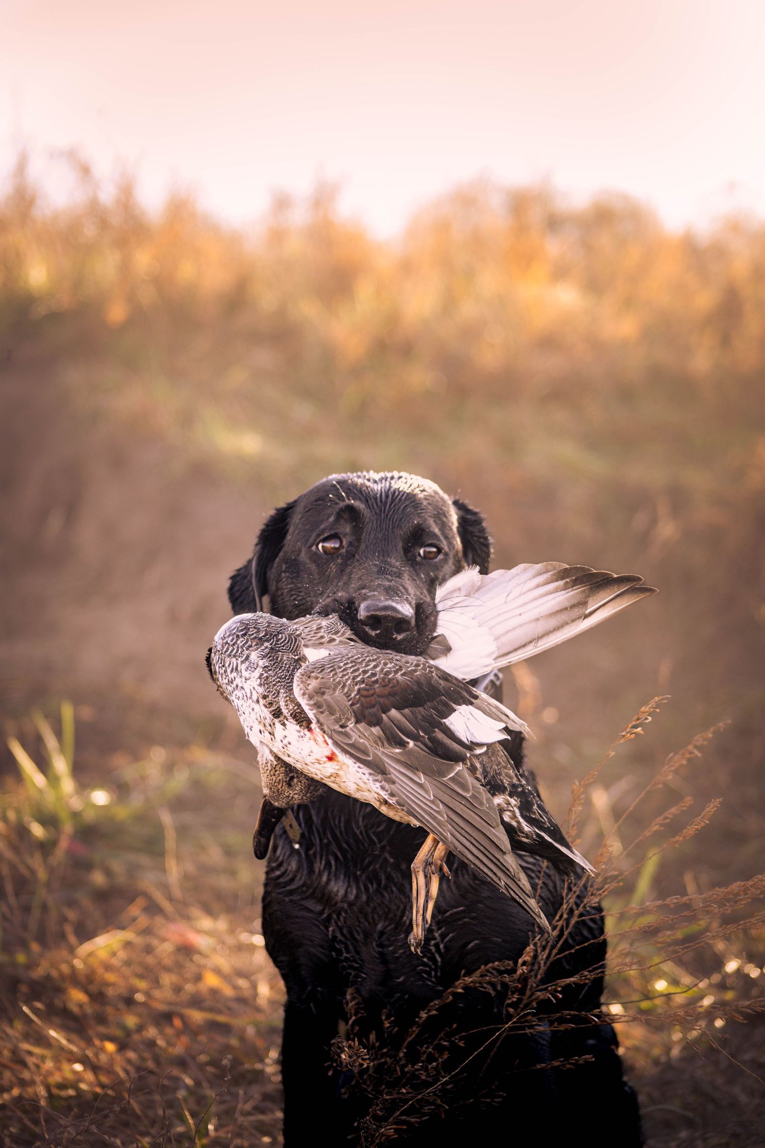 Black hunting dog holds a freshly caught duck in its mouth during an autumn hunt at sunset.