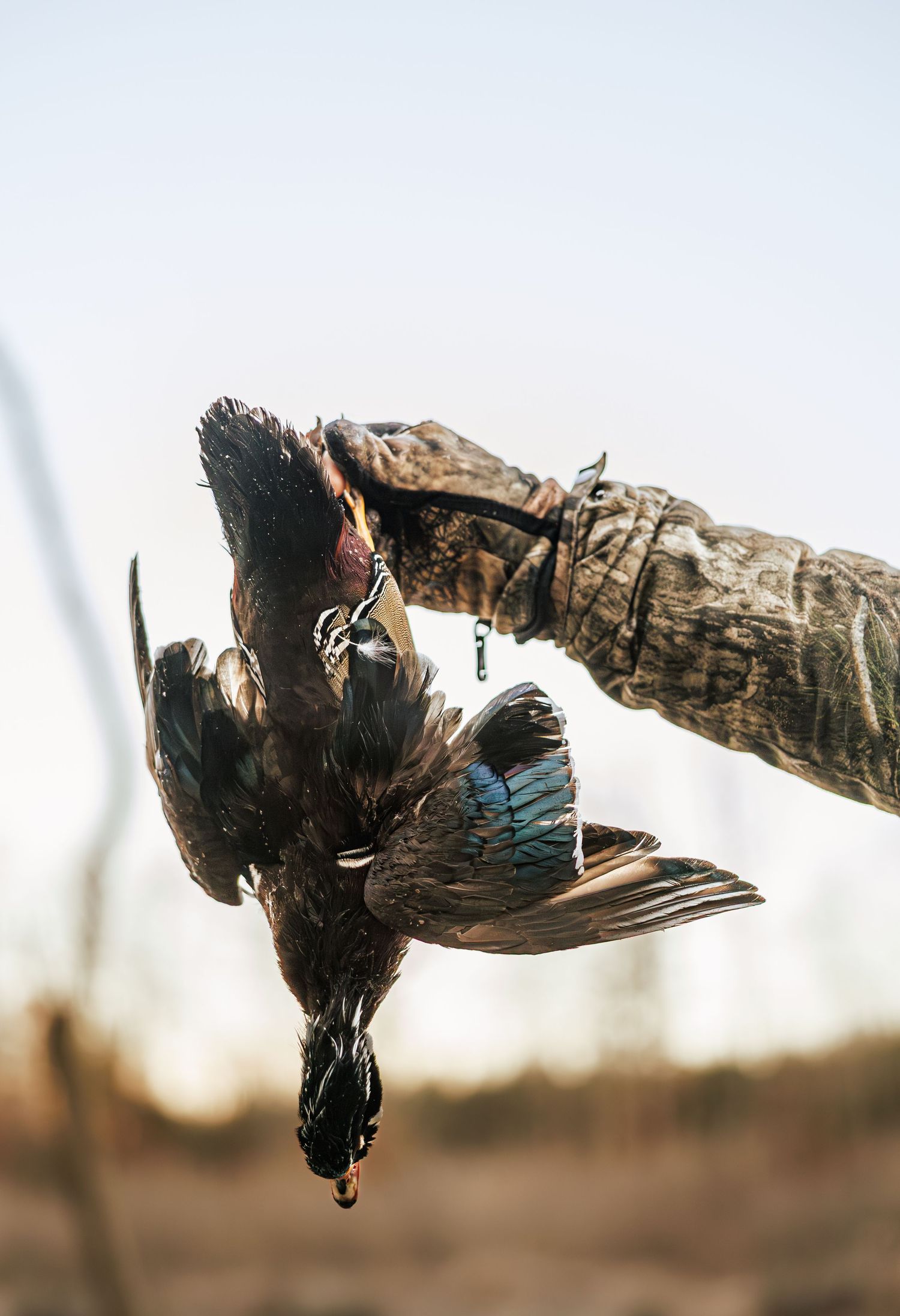 A harvested duck being held upside down against a bright sky during a hunting trip.