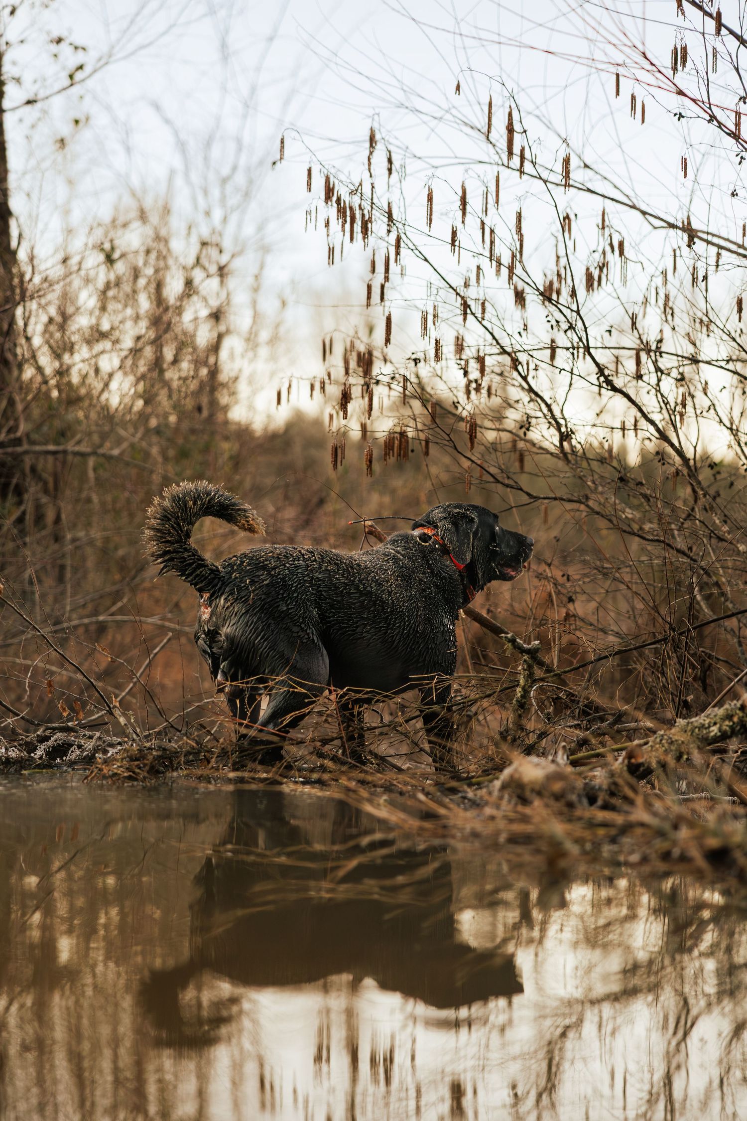 A black dog with a curled tail leaps joyfully over a calm pond surrounded by bare winter branches.
