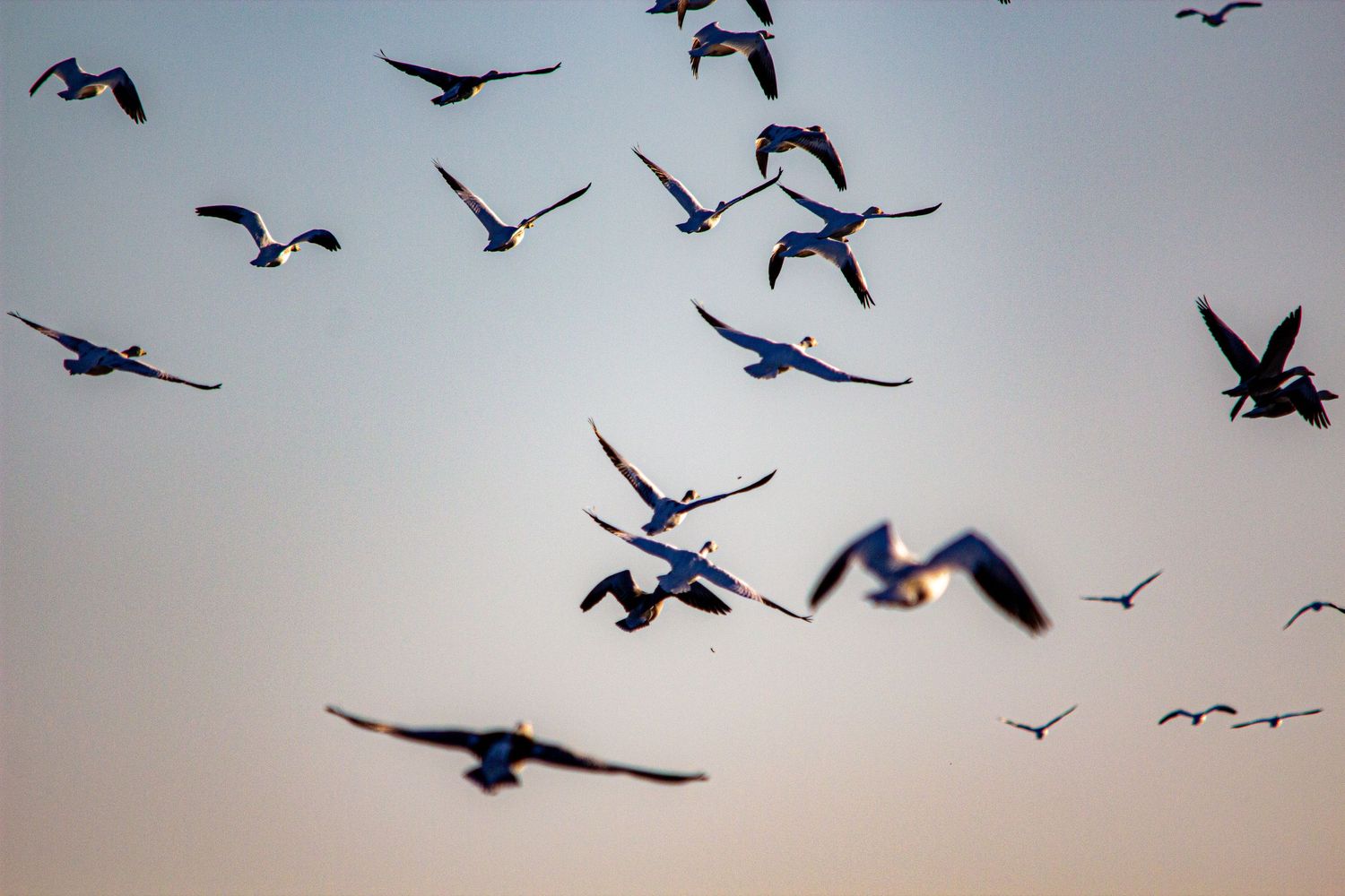 Silhouettes of birds flying across a misty sky.