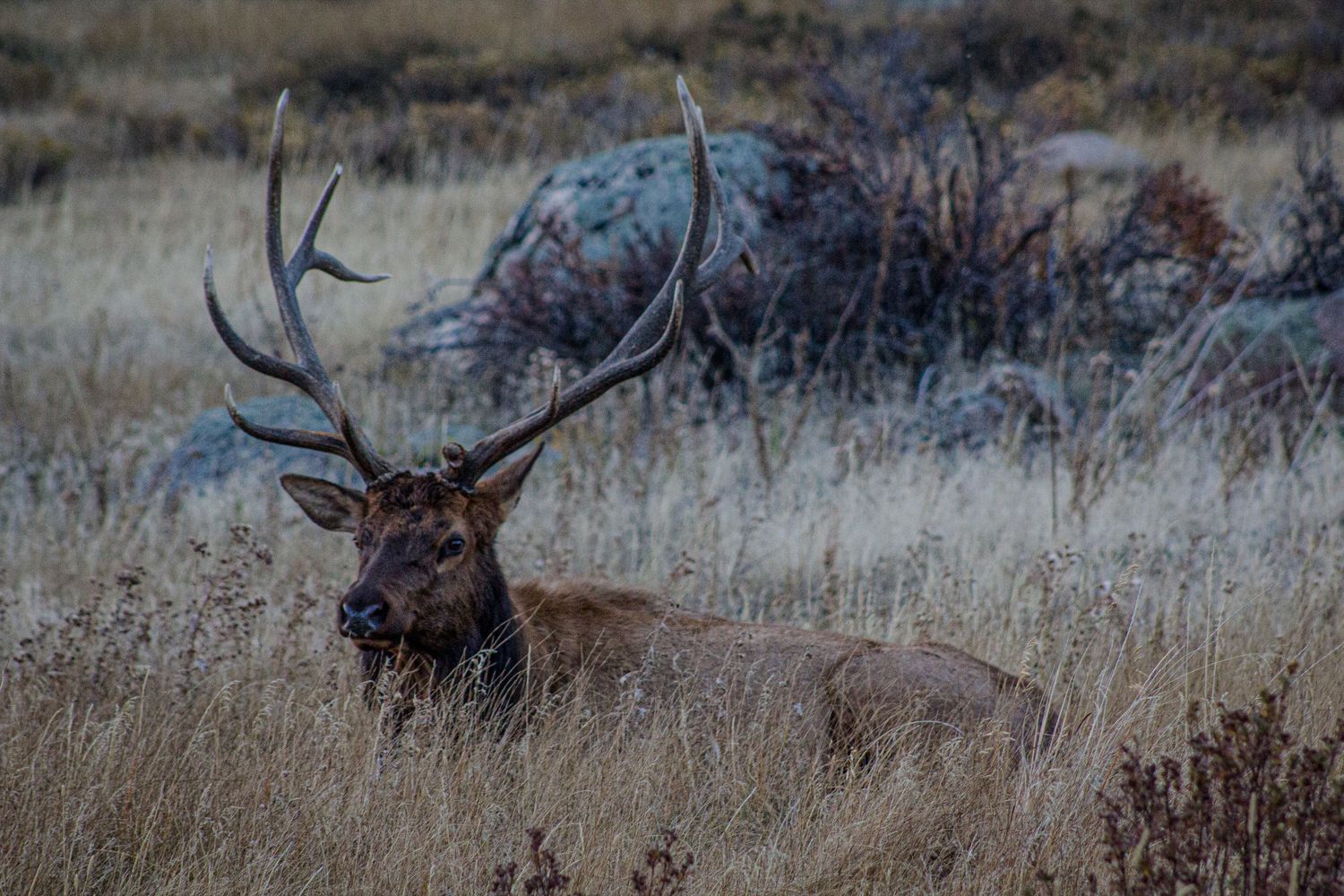 Wild elk moving through dry winter grassland at dusk.