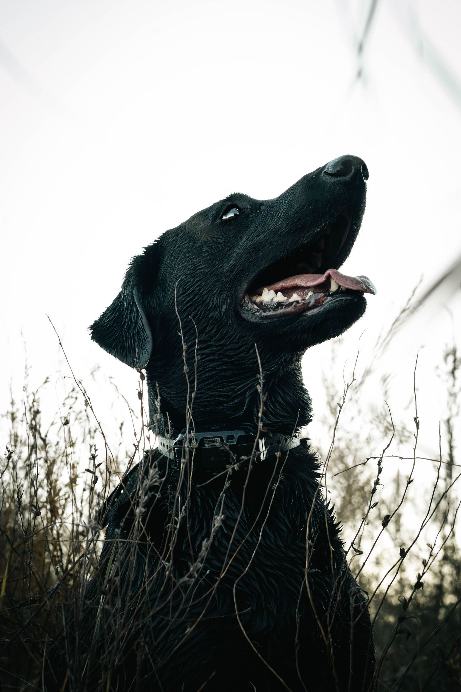Black dog silhouette against dark sky with bare branches in background showing four different poses.