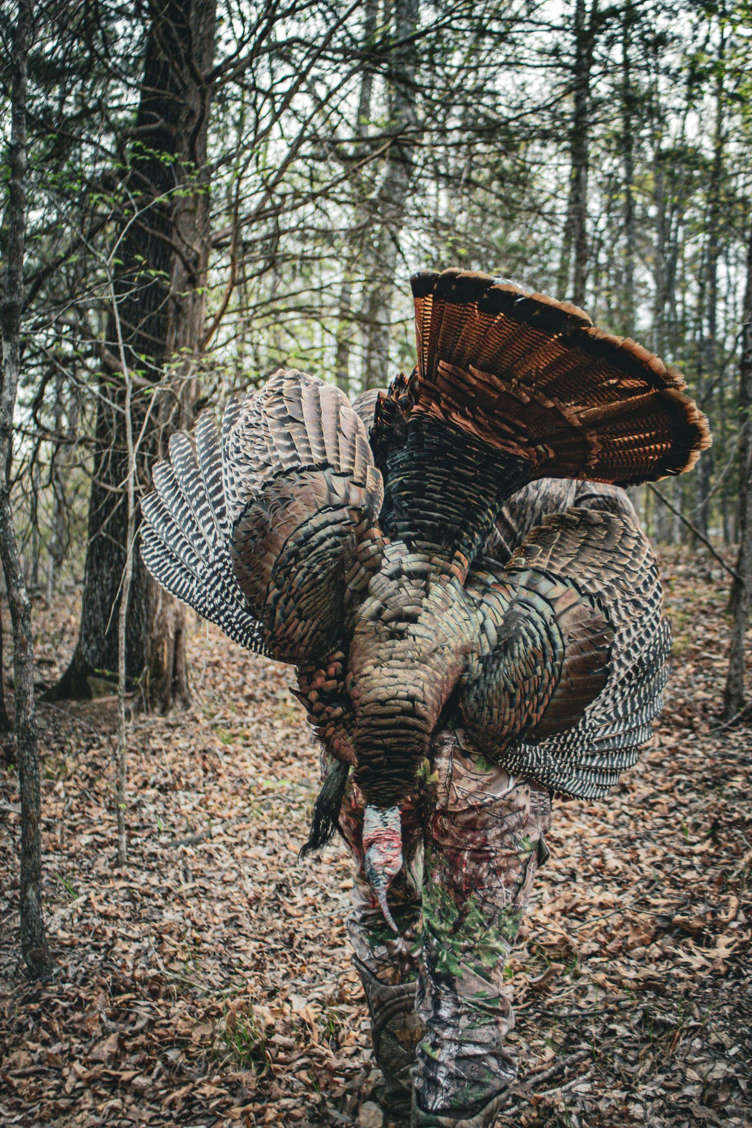 A wild turkey displays its feathers while perched on a fallen log in a wooded forest setting.