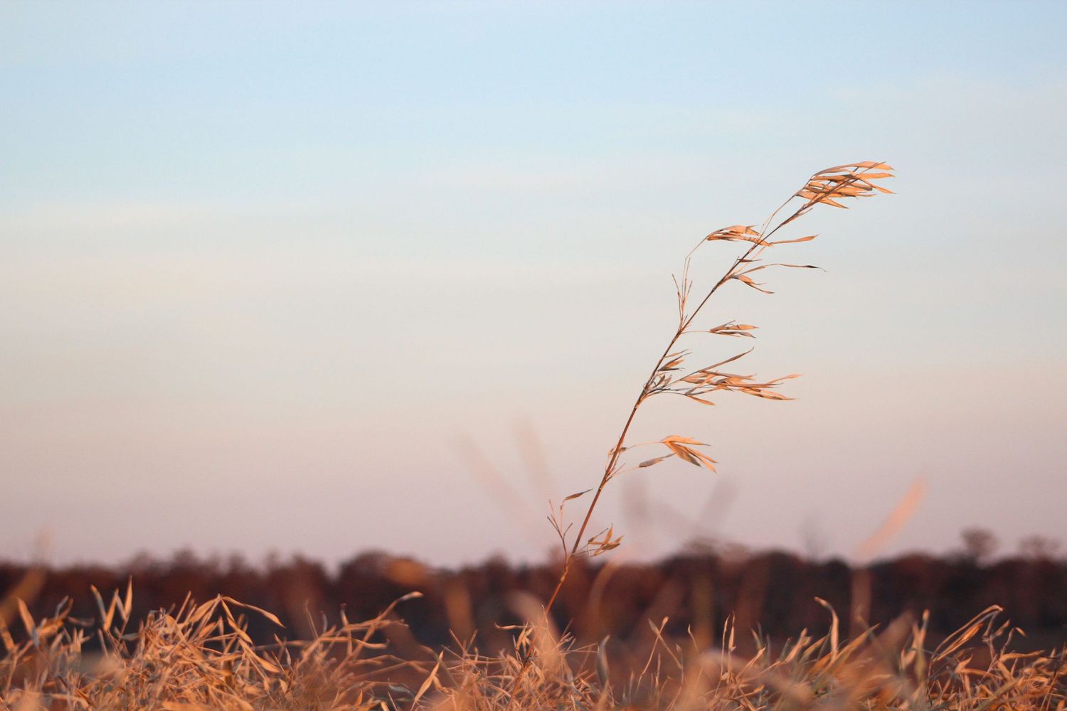 Golden prairie grass swaying against soft sunset sky.