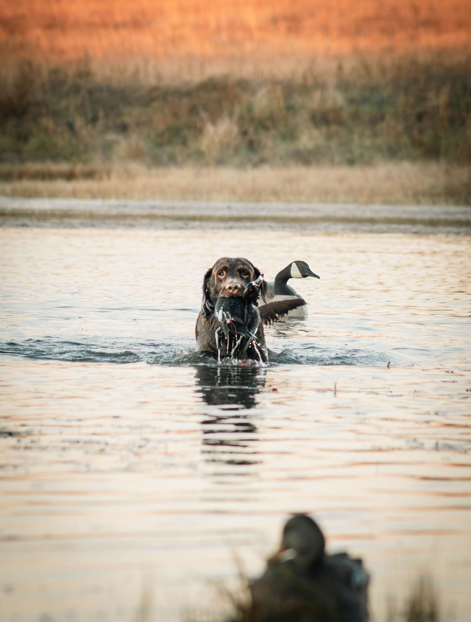 A chocolate Labrador retriever retrieves a duck while hunting in a misty lake at dawn.