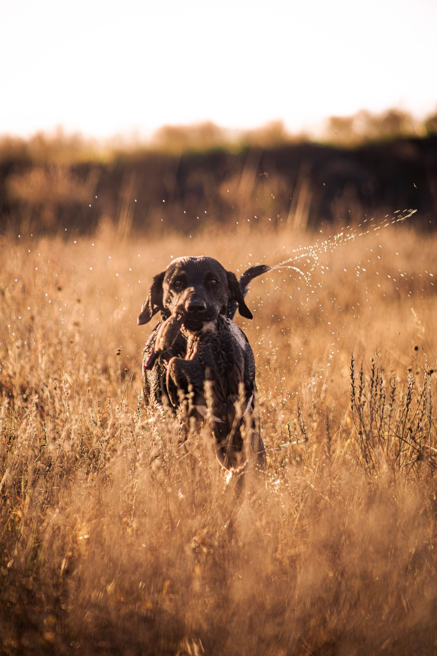 Black dog running through tall golden grass field at sunset with water droplets sparkling in the sunlight.