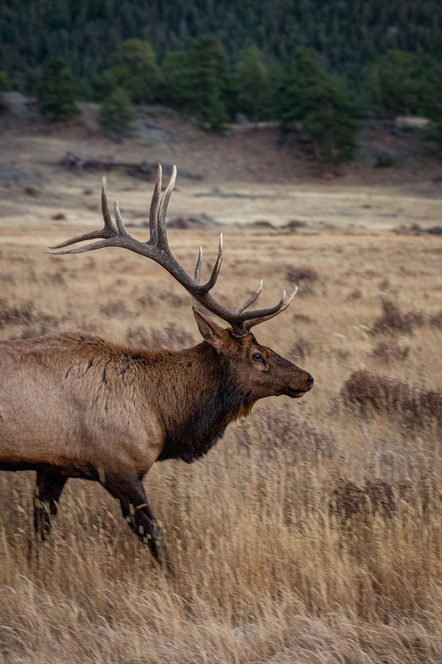 Majestic bull elk with large antlers moving through tall grass in natural habitat.
