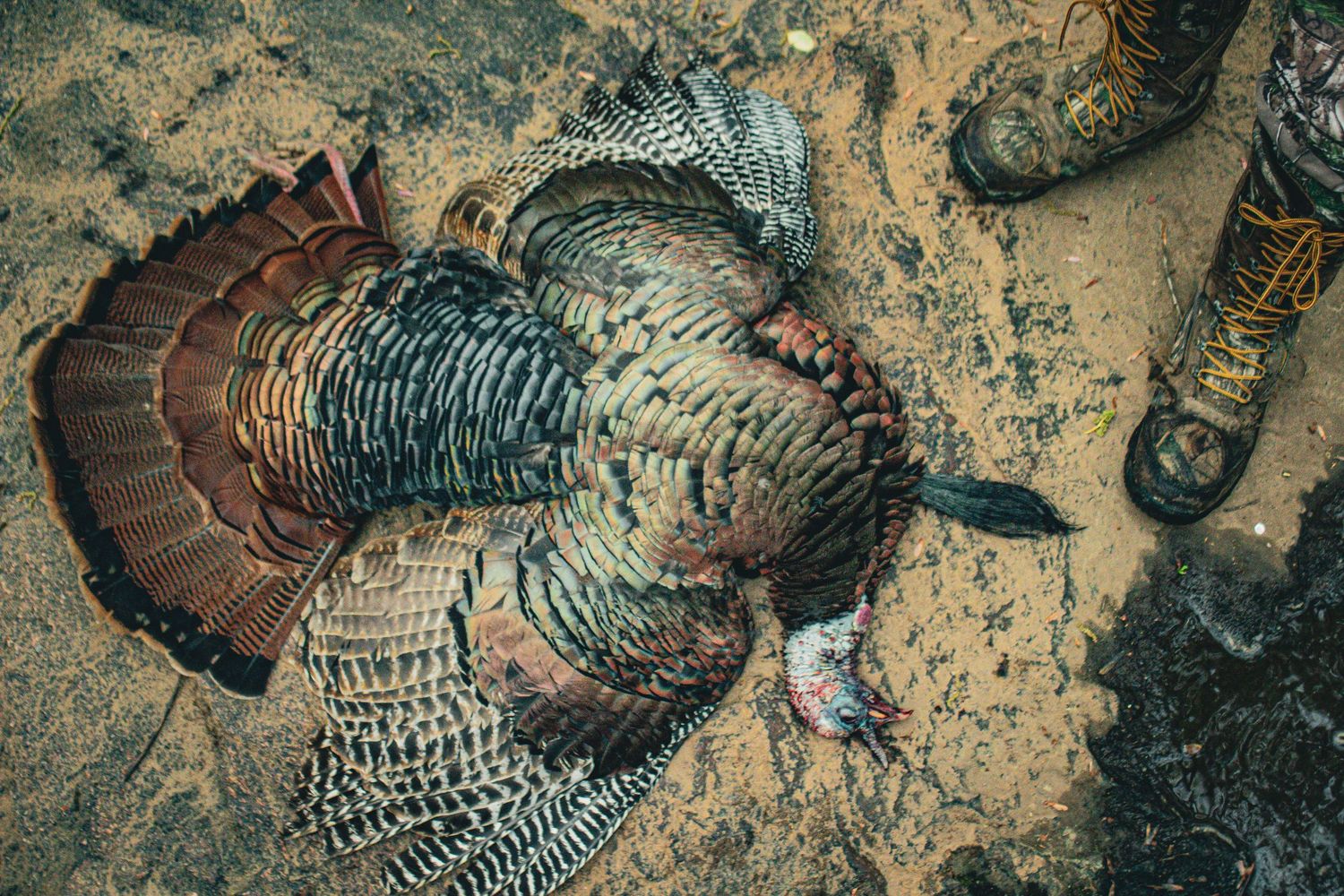Wild turkey feathers and patterns shown in detailed close-up photography.