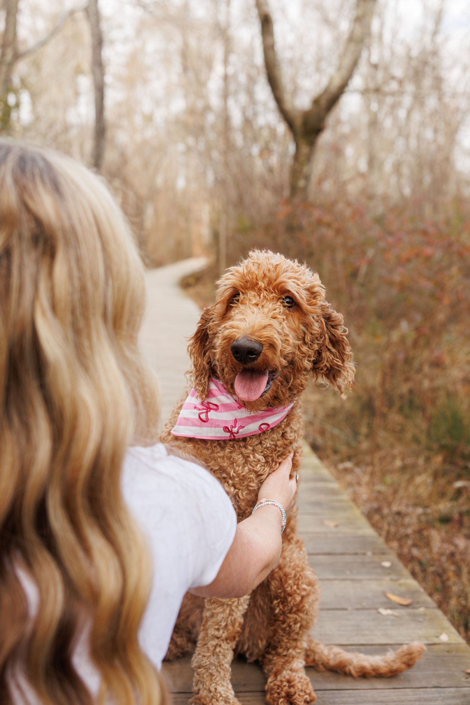 Happy goldendoodle dog wearing pink bandana sits on wooden boardwalk trail during autumn walk in nature.