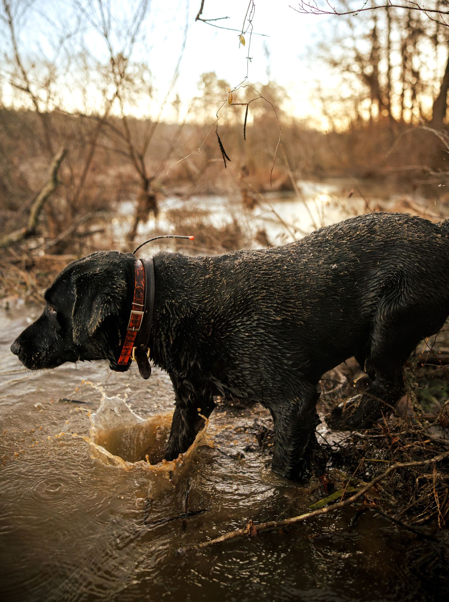 A wet black Labrador dog wearing a brown collar stands in shallow water at sunset near a wooded riverbank.