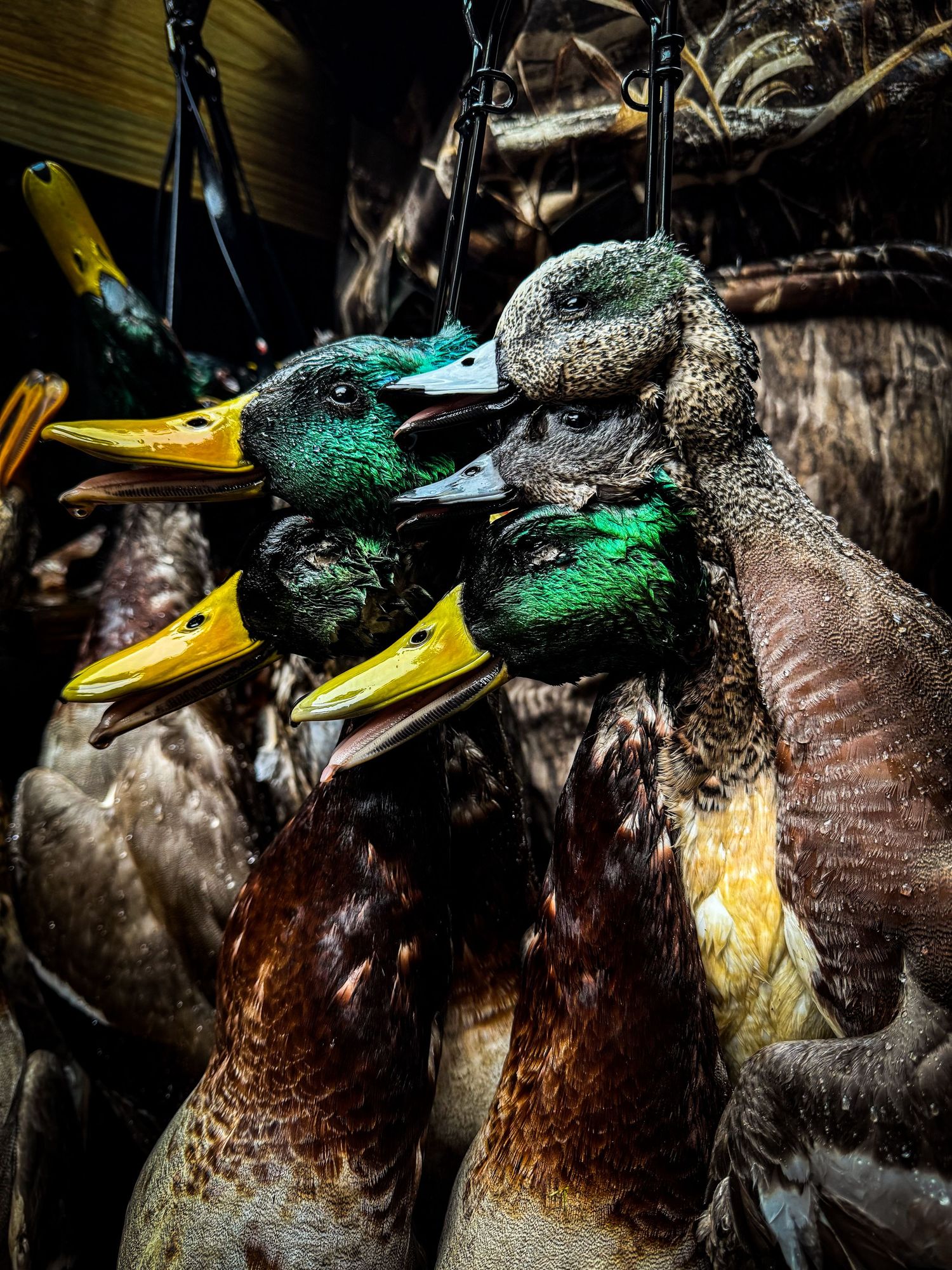 Collection of harvested ducks with colorful feathers arranged in a hunting display.