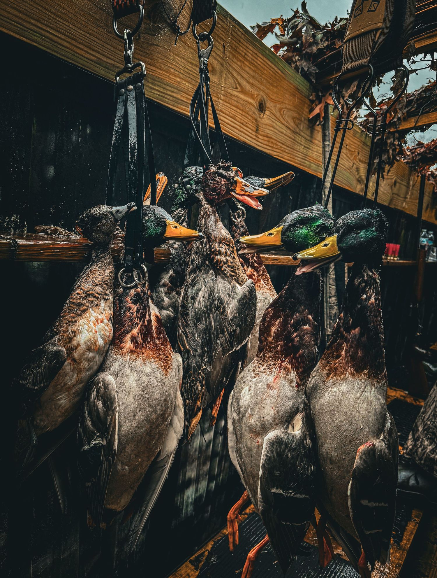 Row of harvested game birds hanging in rustic hunting cabin.