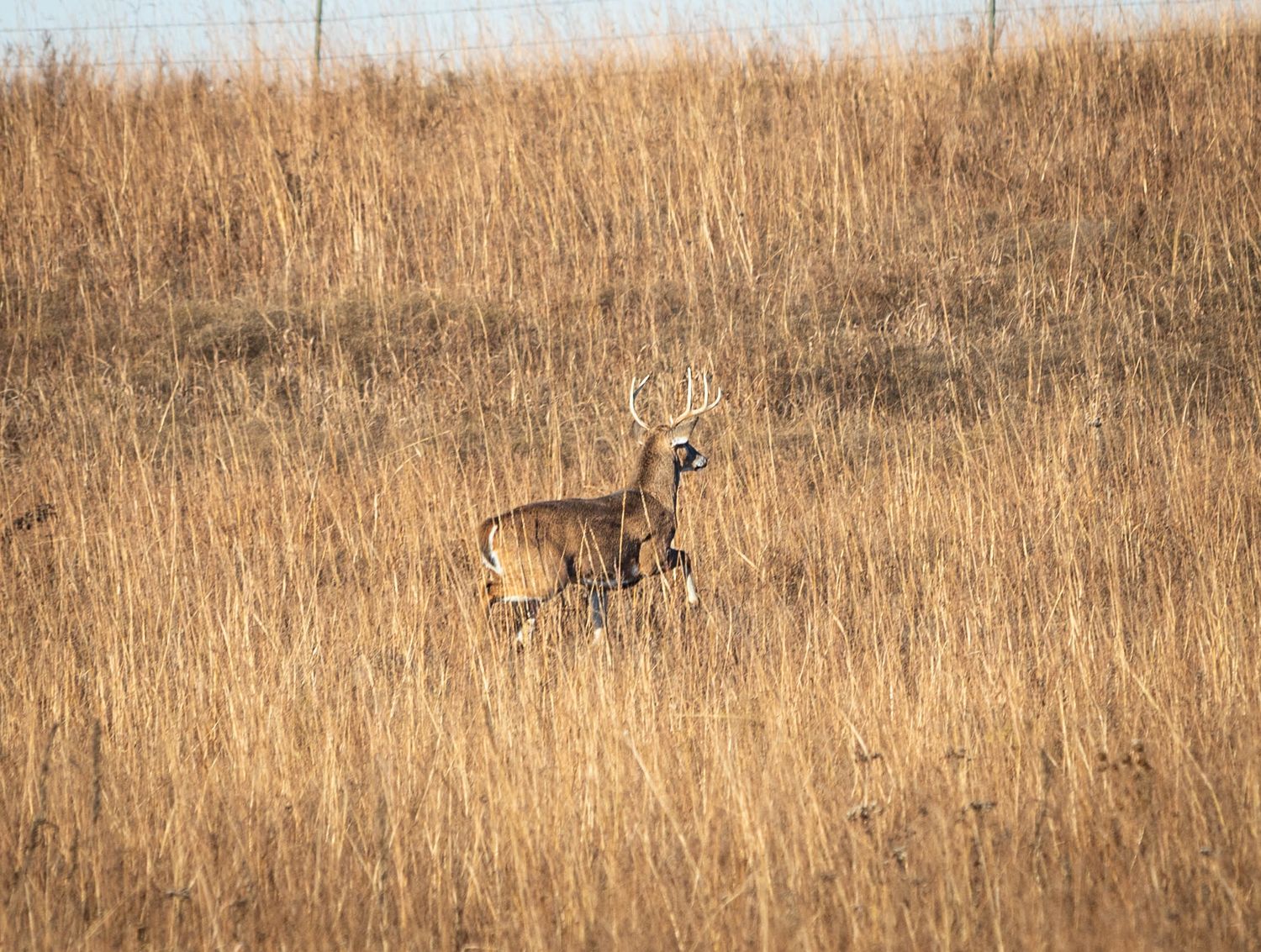 A panoramic view of golden brown grassland stretches across multiple frames in autumn.