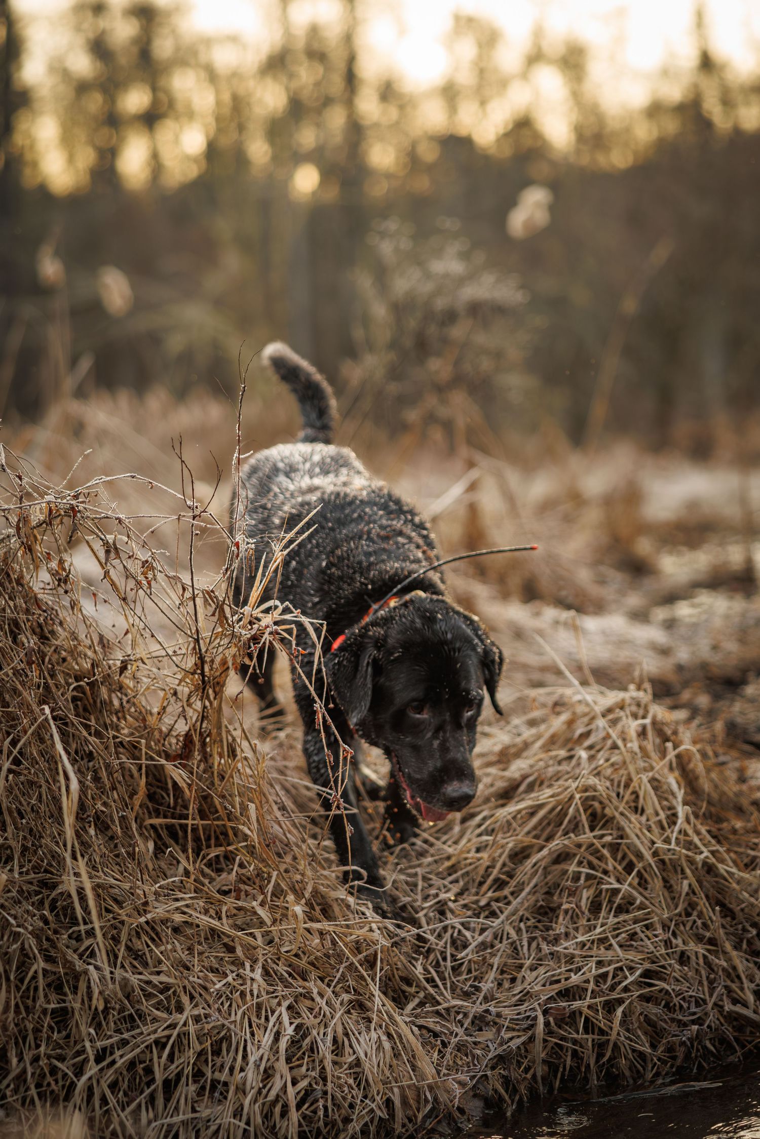 Black hunting dog walking through tall brown grass during golden hour.