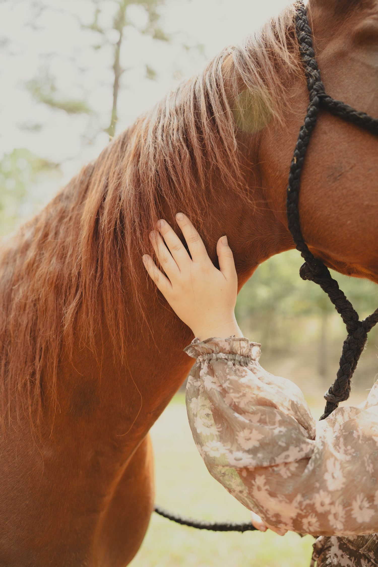 A gentle hand reaches out to pet a brown horse's mane in soft lighting.