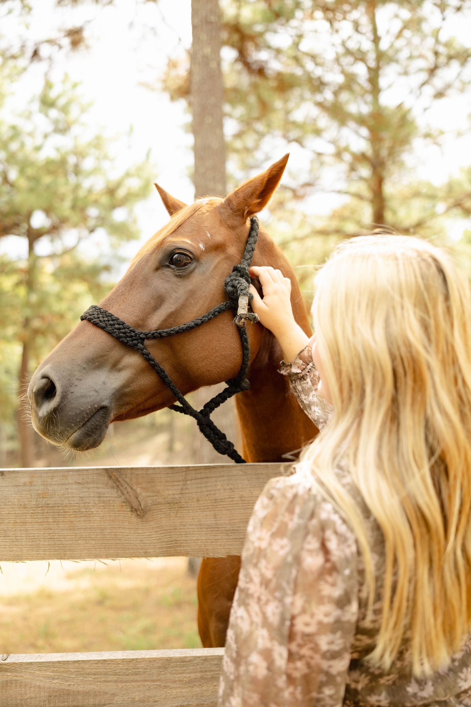 Brown horse with black halter looking over wooden fence in warm sunlight.