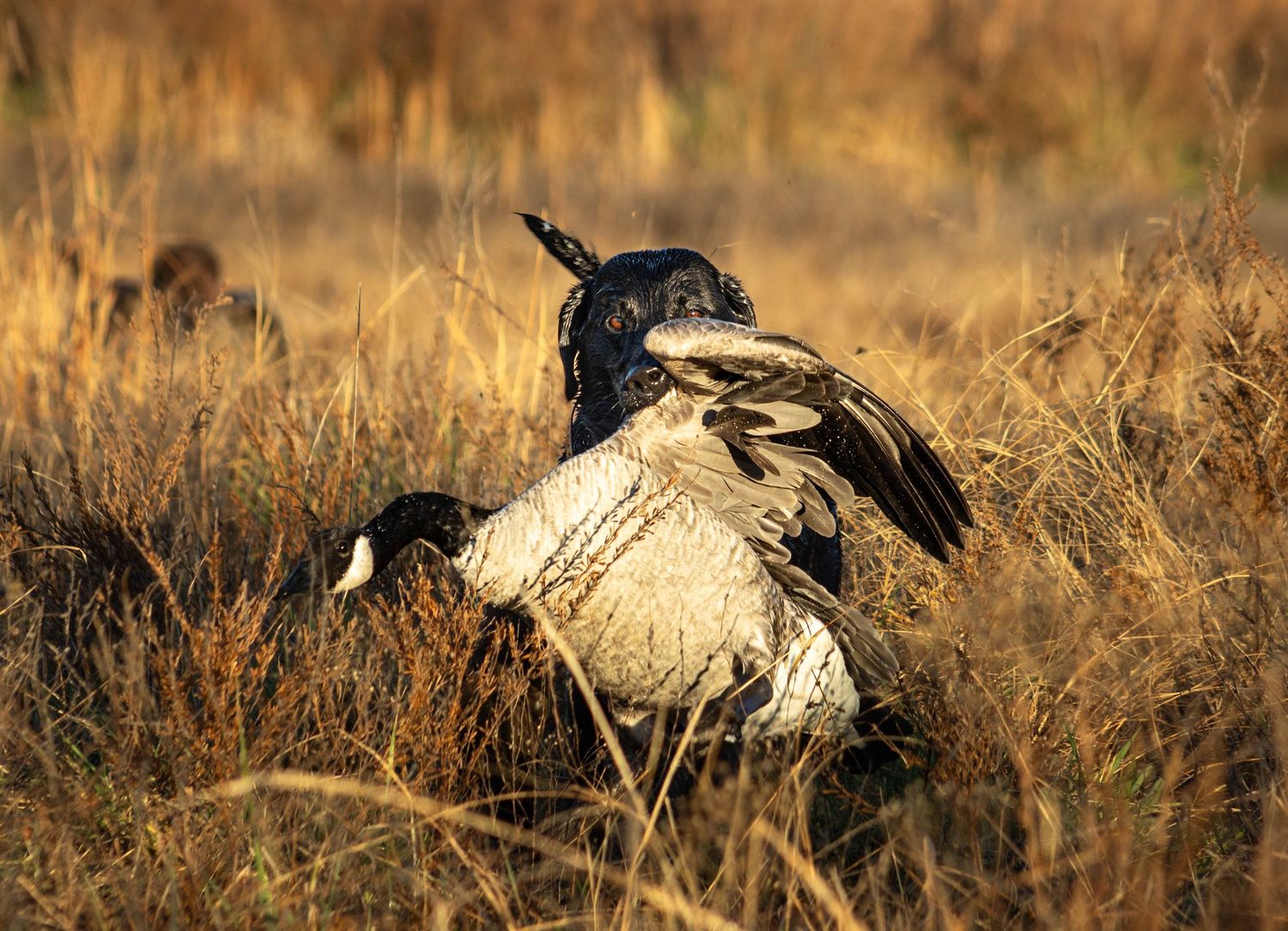 A group of wild turkeys walking through tall golden grass in autumn sunlight.