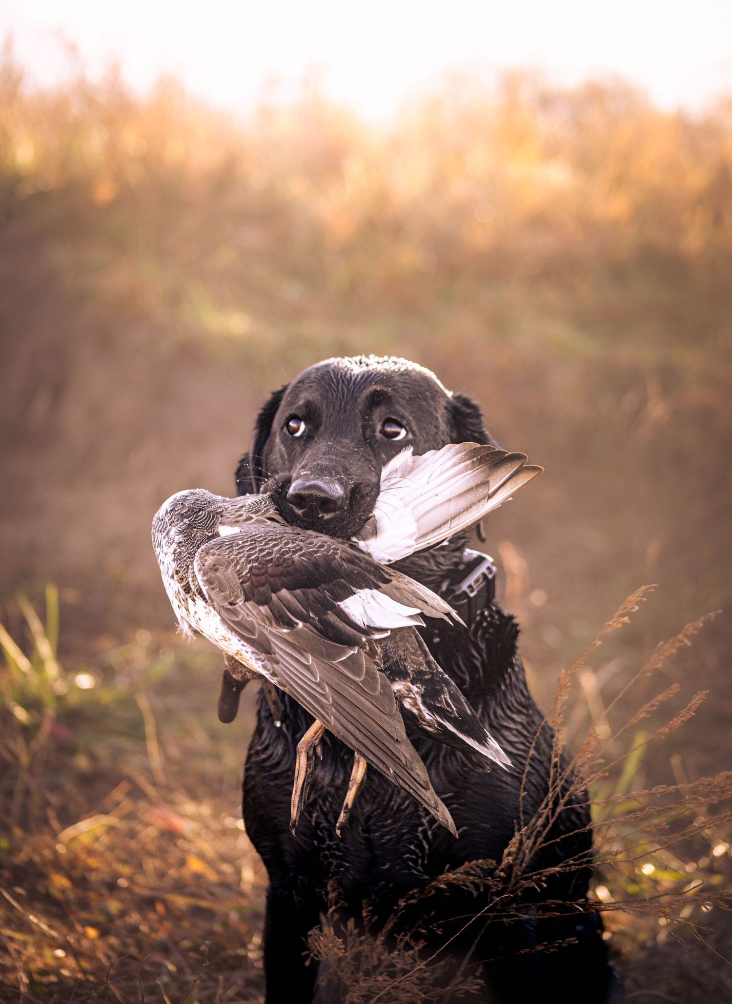 Black hunting dog holds a duck in its mouth during golden hour in autumn field.