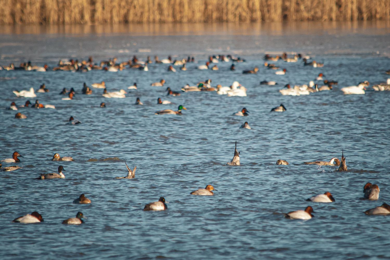 Large flock of ducks swimming together on calm water during migration season.