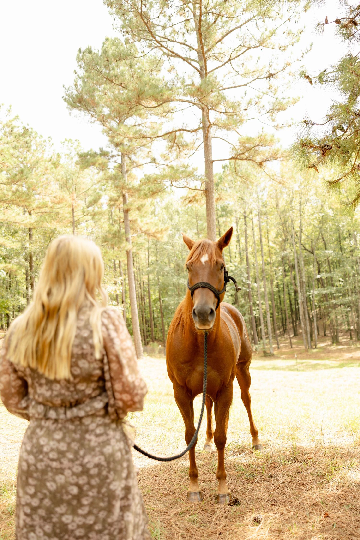 Person in floral dress interacting with brown horse in sunlit pine forest.