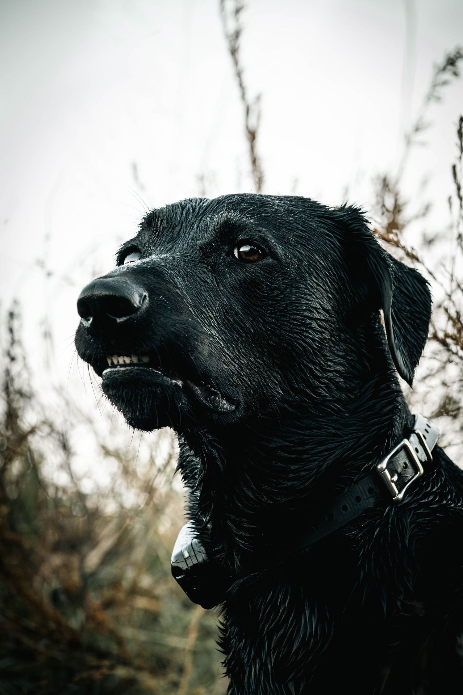 Close-up profile portrait of a wet black Labrador retriever dog with water droplets in its fur against a blurred background.