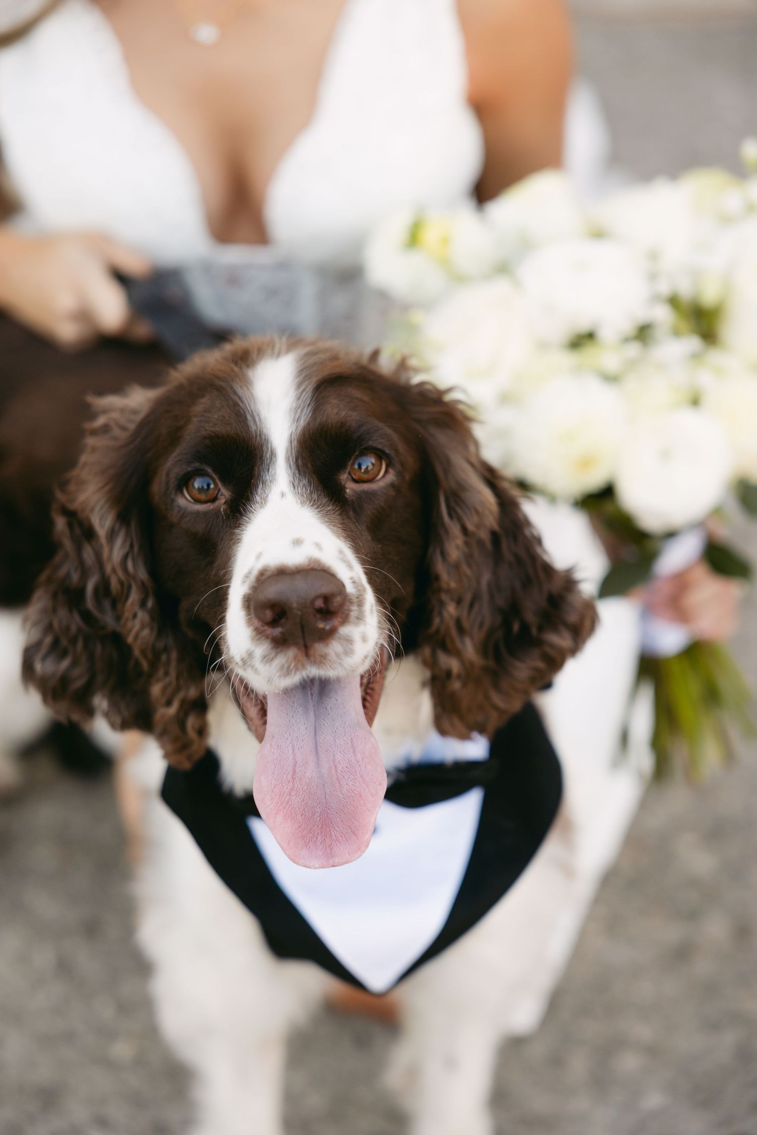Adorable springer spaniel dog wearing formal bowtie at wedding.