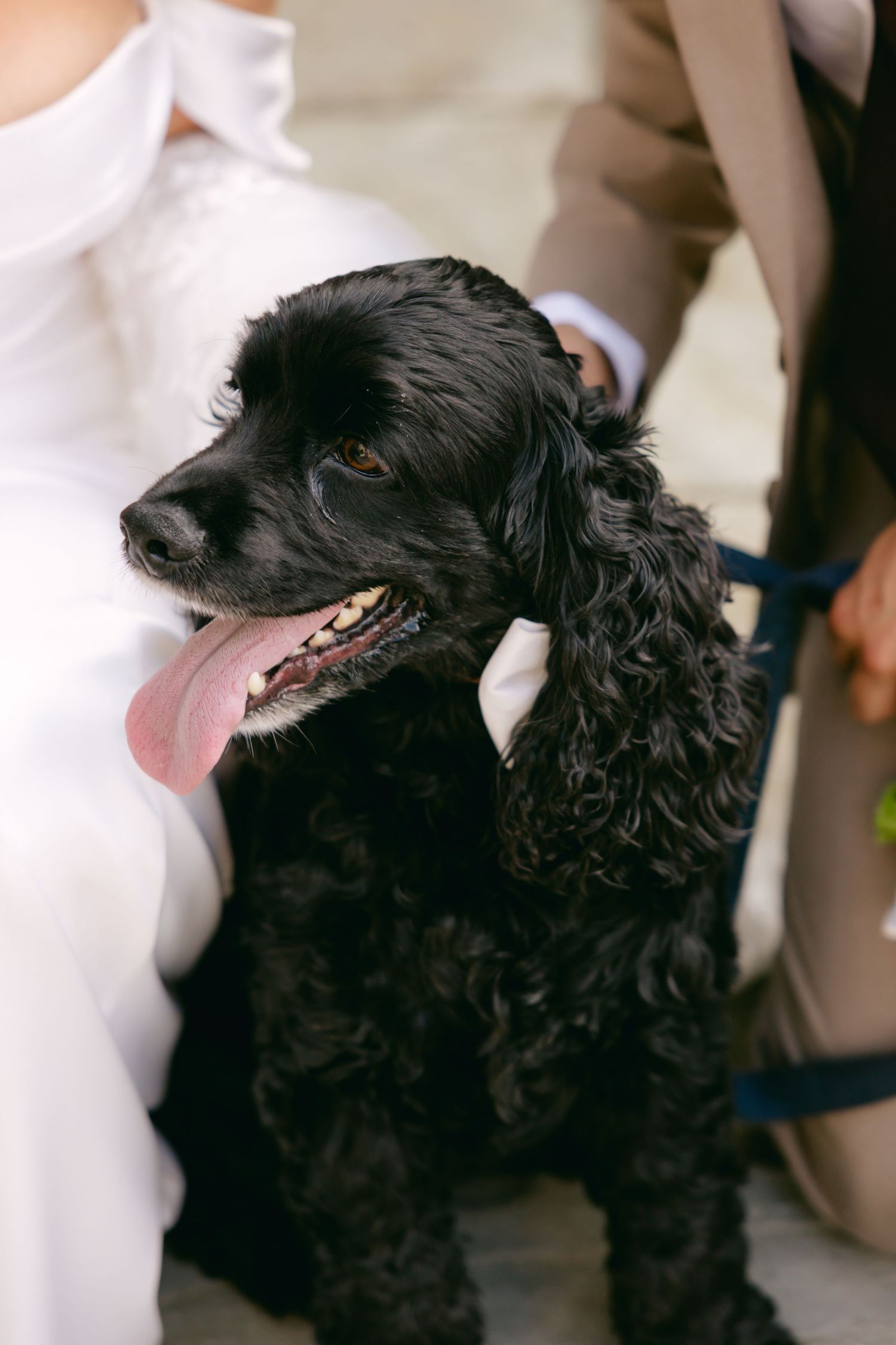 Close-up portraits of a black dog with curly fur during a wedding photoshoot.