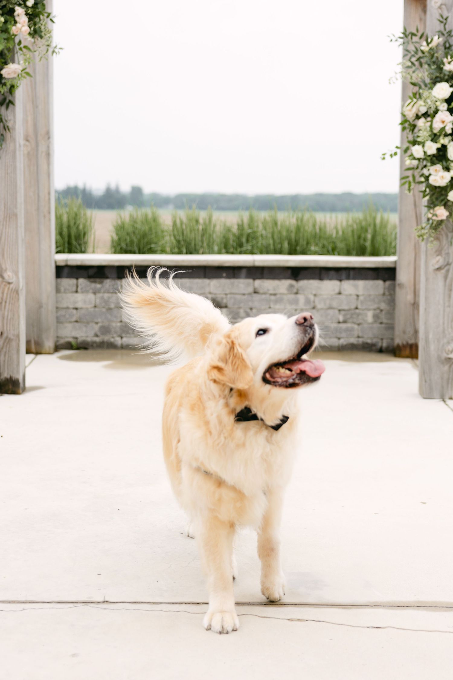 Playful golden retriever yawning while sitting on stone patio during wedding setup.
