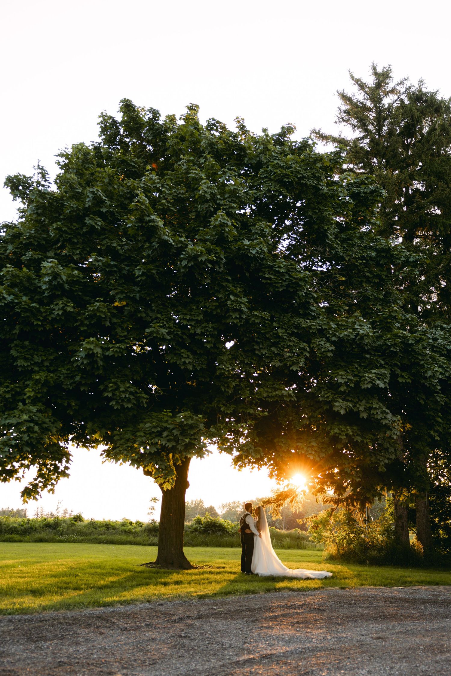 Panoramic wedding scene under large tree at sunset with golden light streaming through branches.