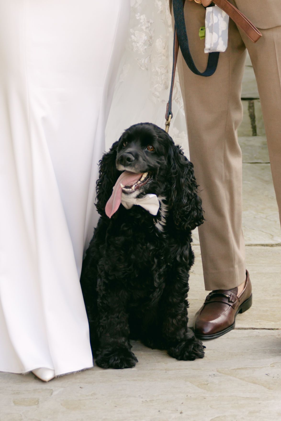 Close-up shots of a happy black dog sitting next to a white wedding dress.