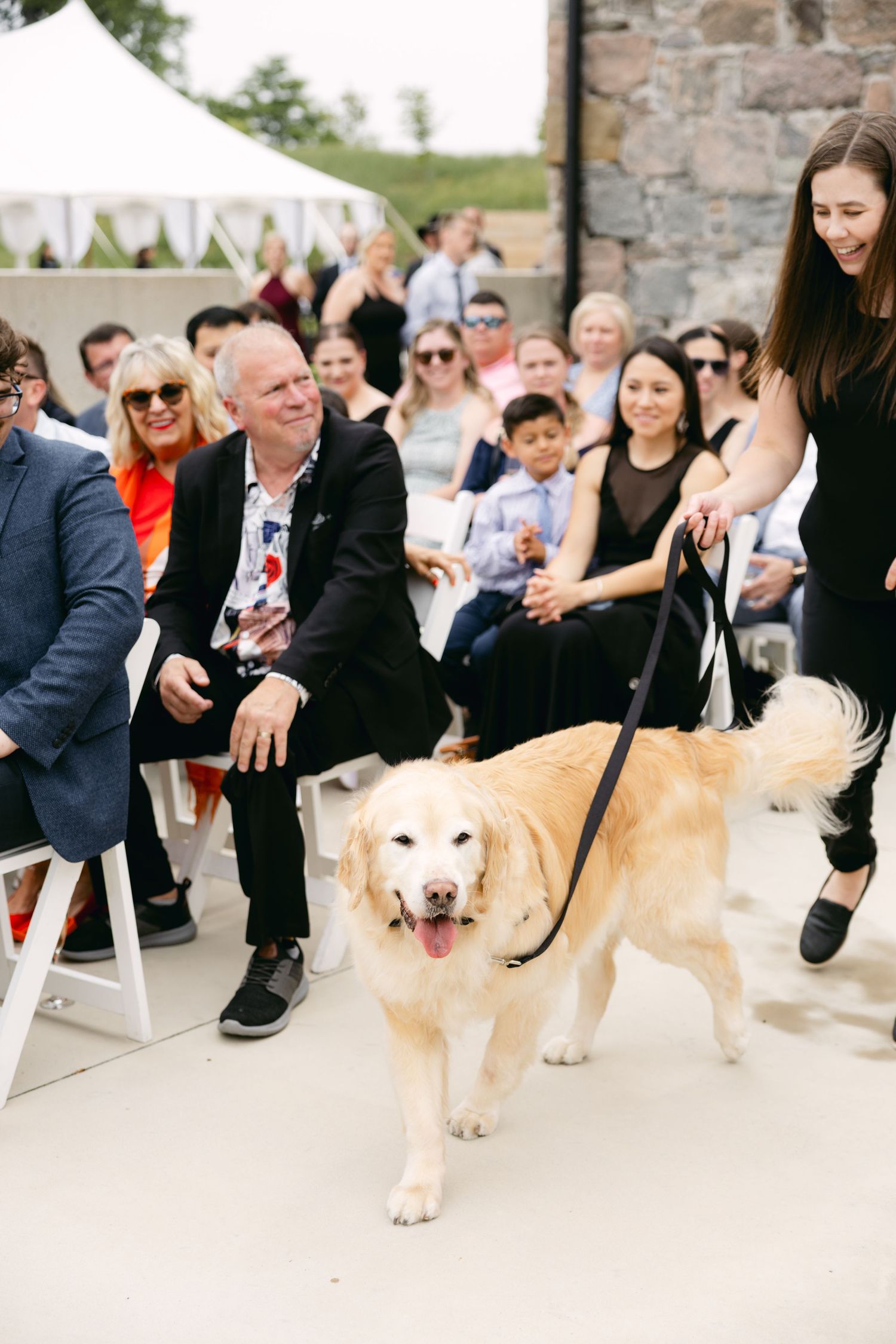 Golden retriever walking among wedding guests seated in white chairs at outdoor ceremony.