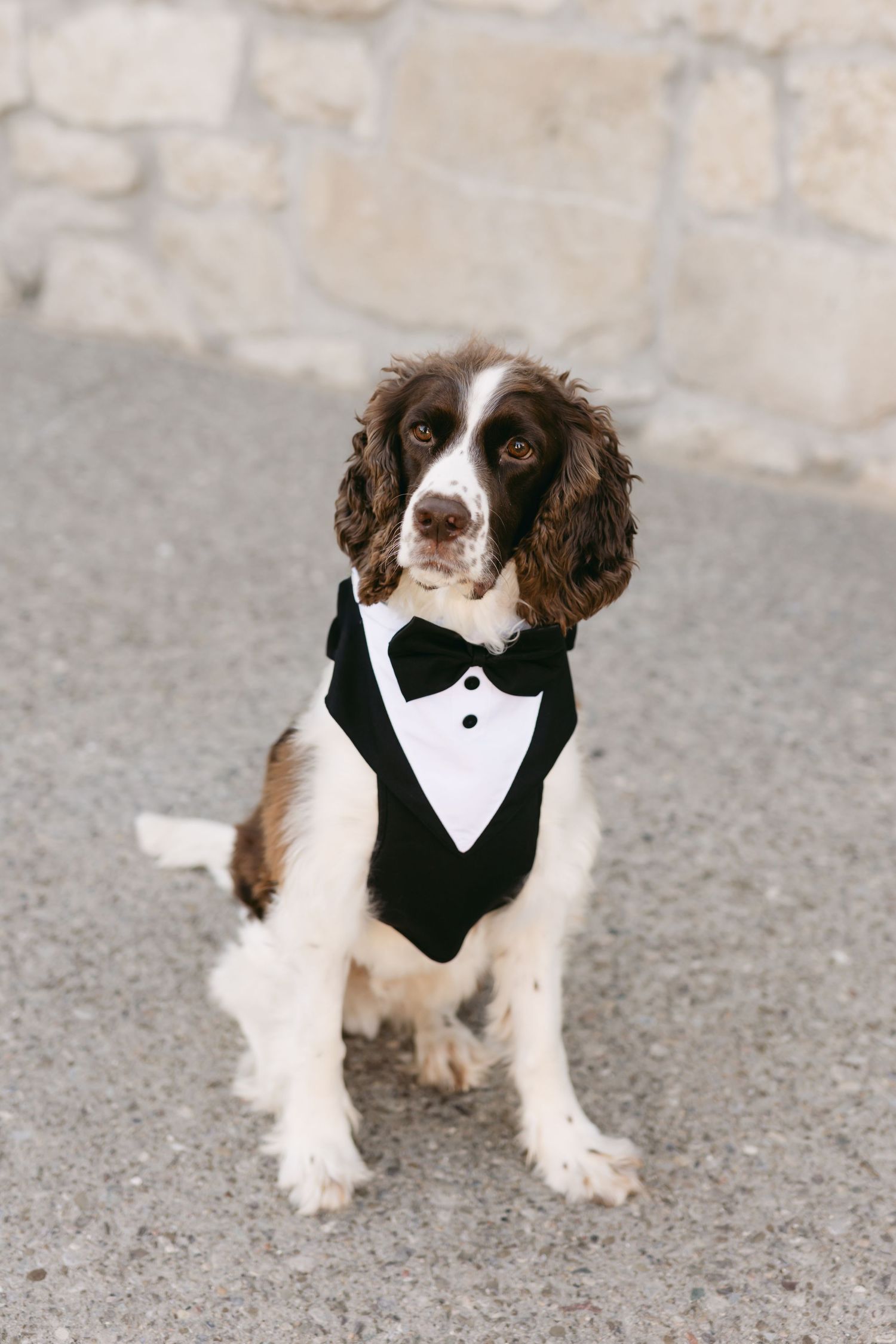 Spaniel dog wearing formal black tuxedo vest and bowtie sits on concrete.